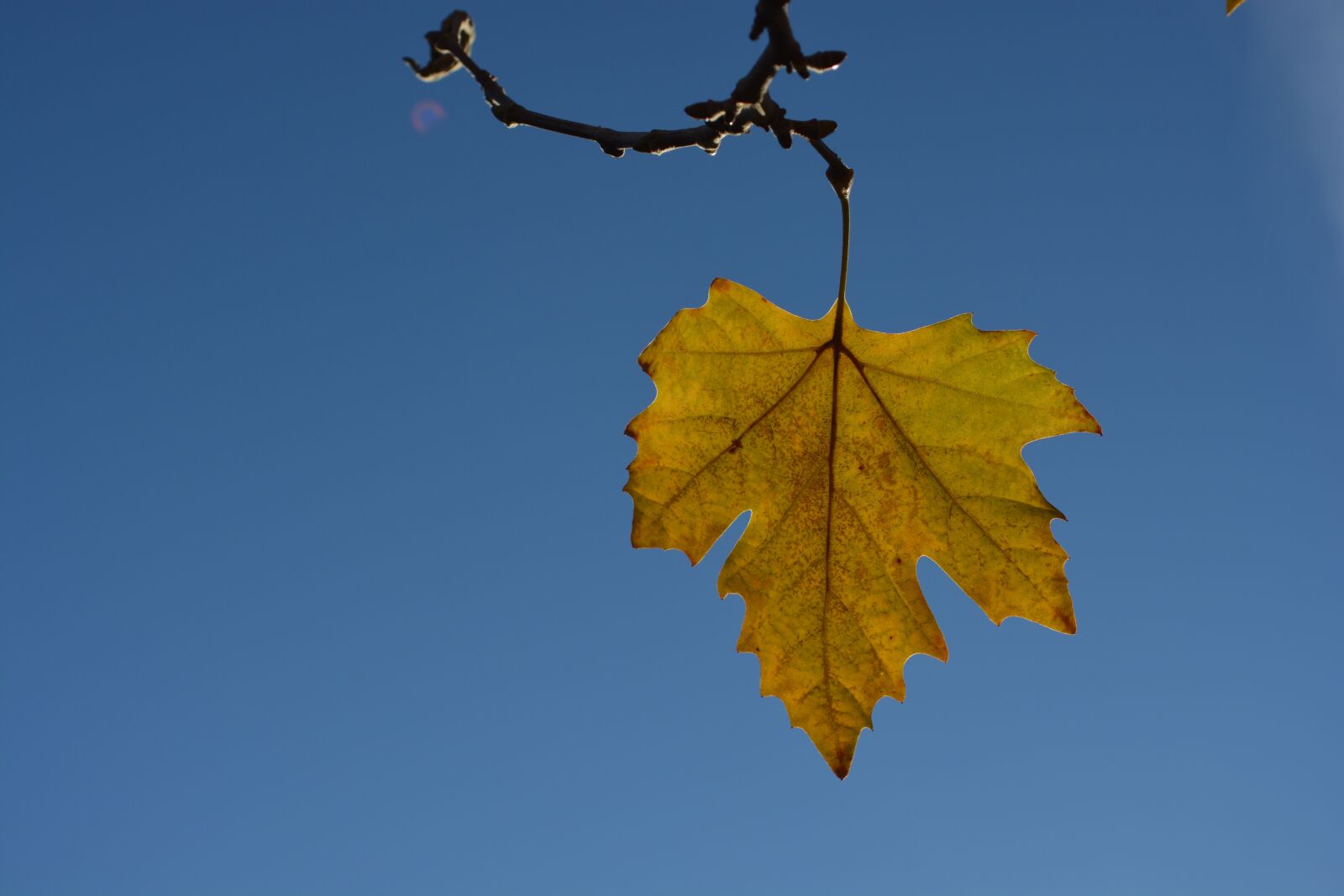 Nikon D5200 sample photo. Leaf, yellow, sky photography