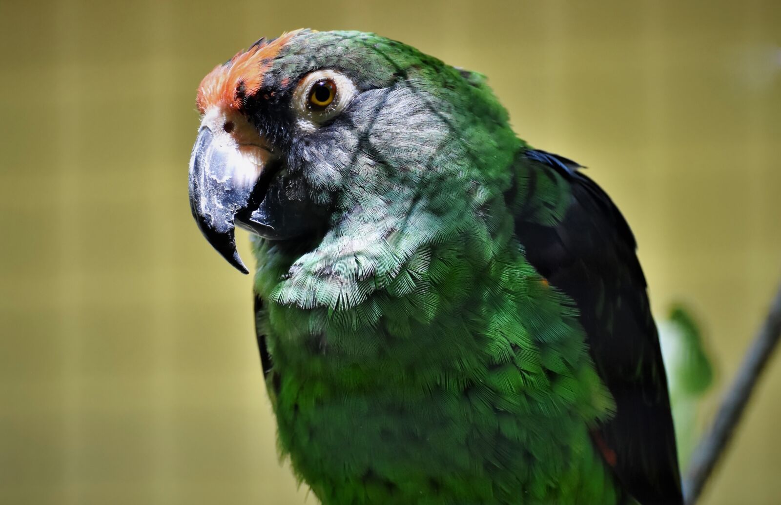 Nikon D7200 sample photo. Parrot, the congo parrot photography