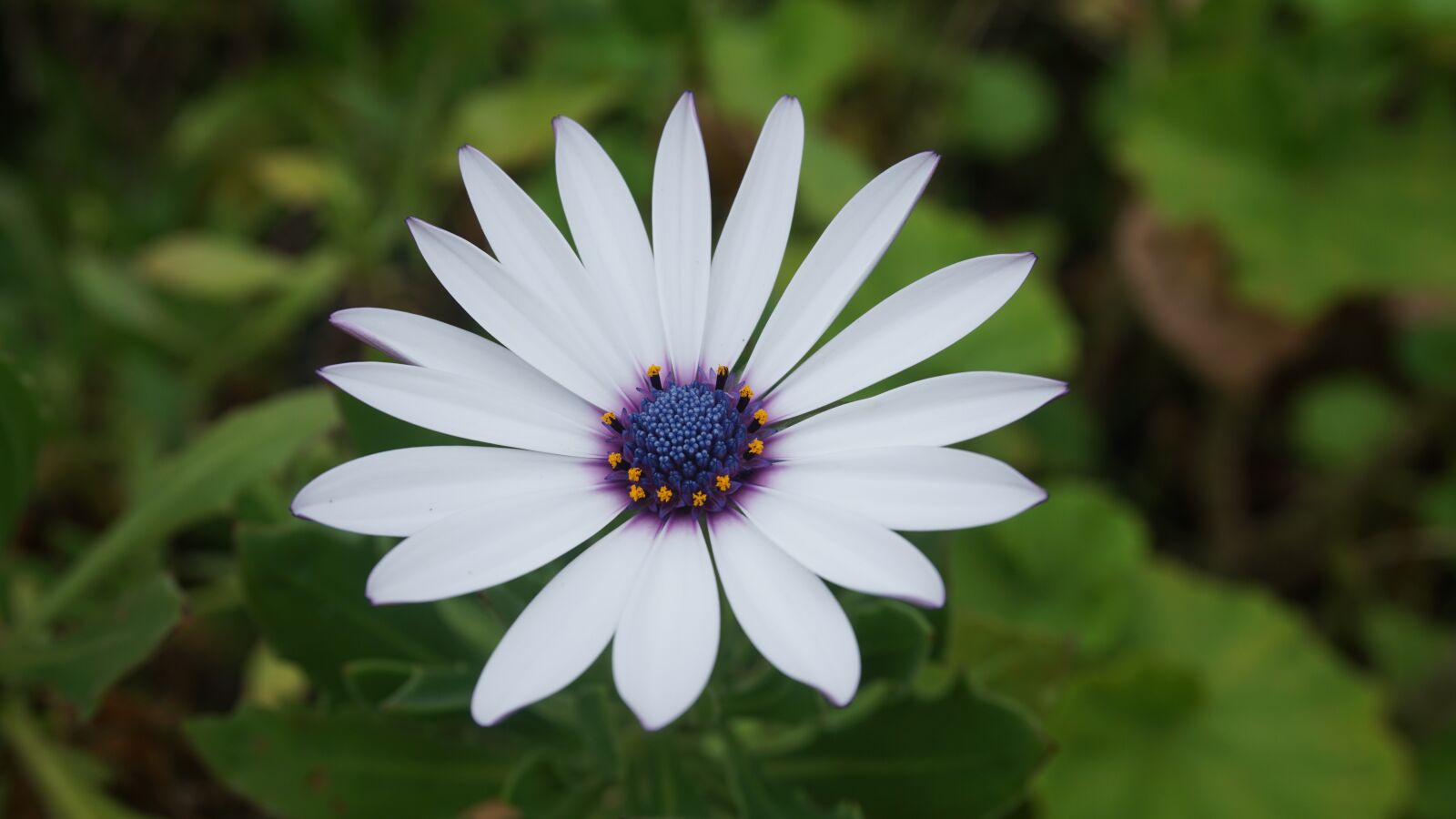 Sony E 16-50mm F3.5-5.6 PZ OSS sample photo. Flower, white, page photography