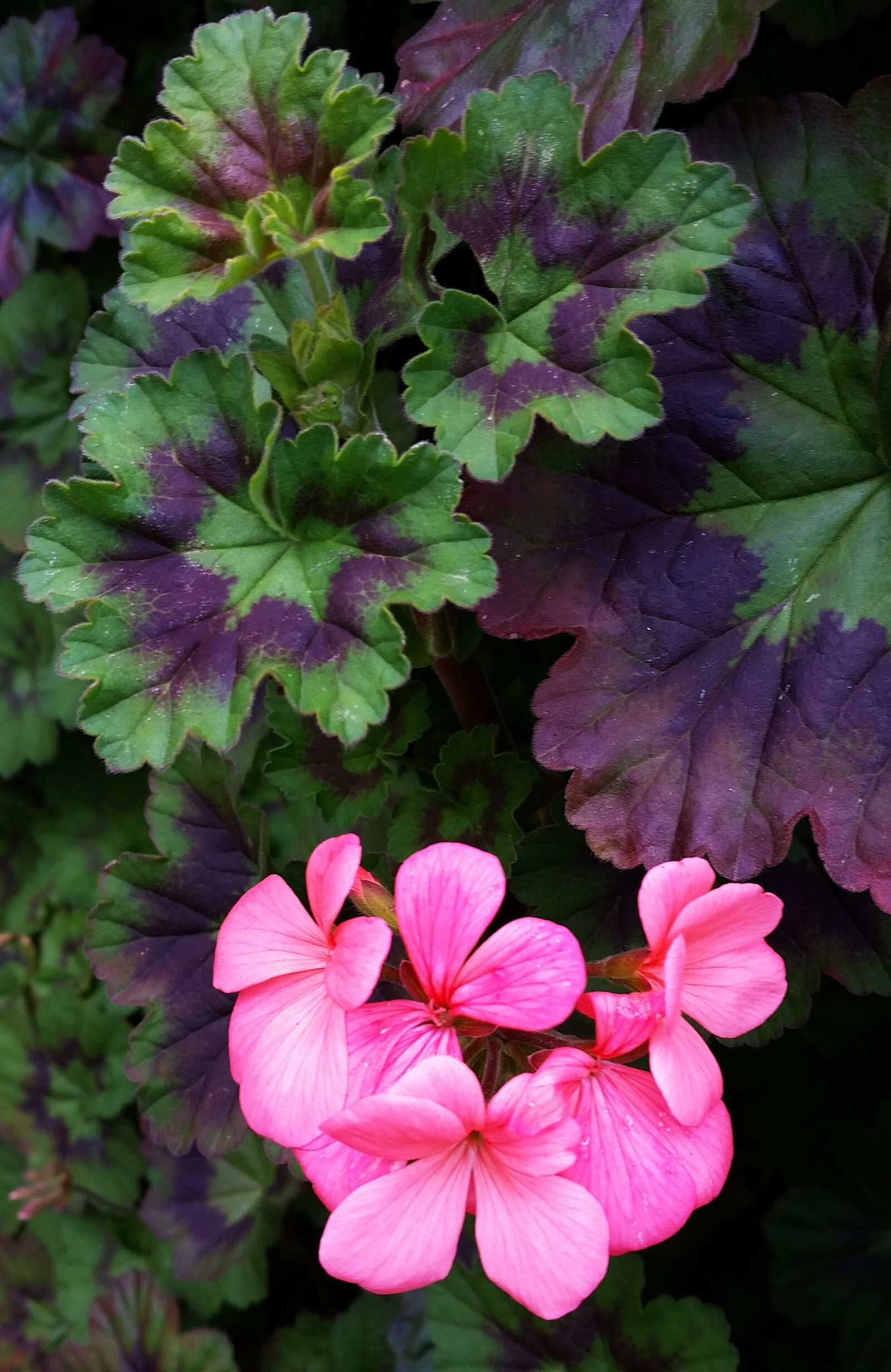 Samsung Galaxy S5 sample photo. Geranium, pink, flower photography