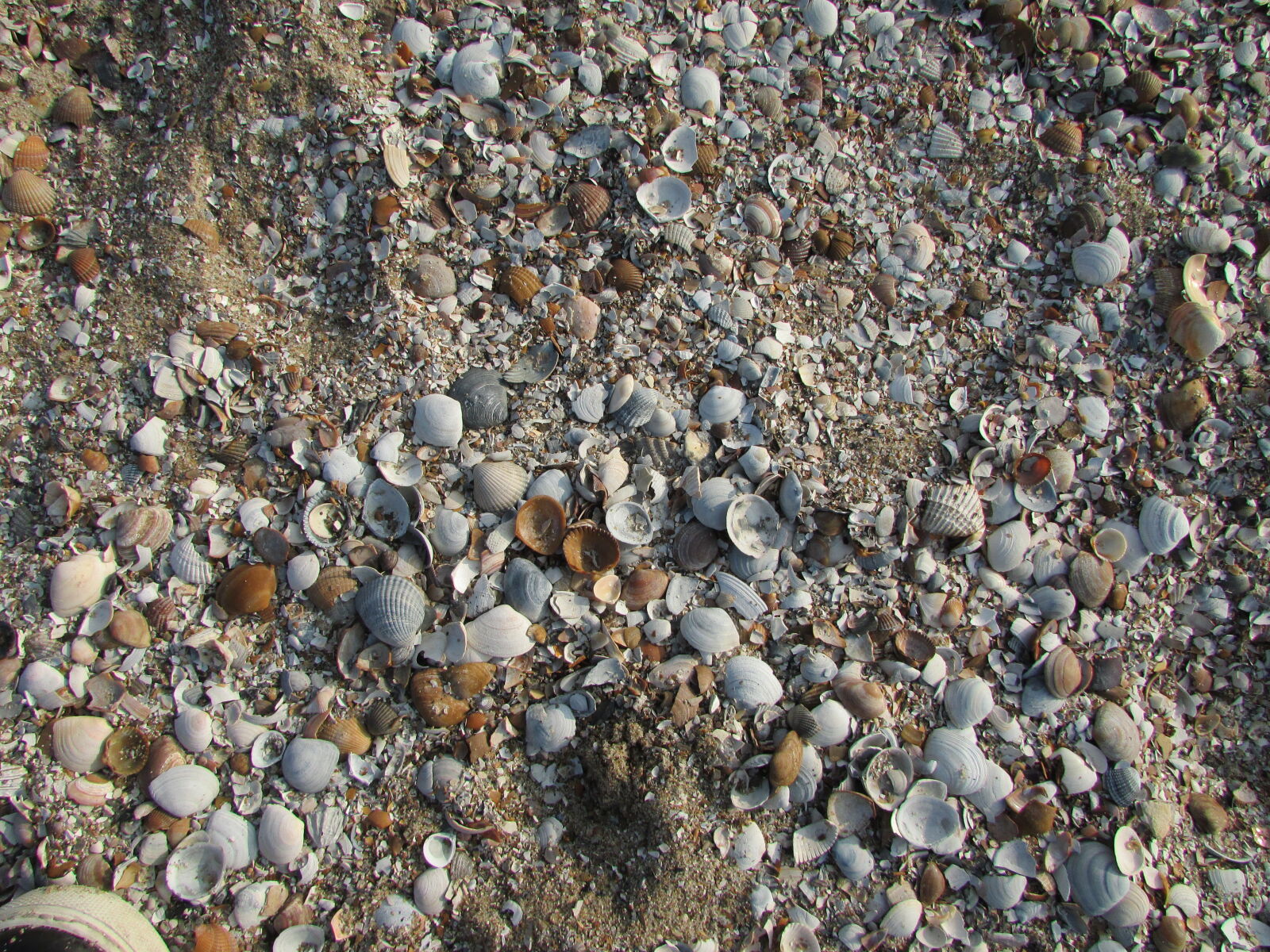 Canon PowerShot SX500 IS sample photo. Beach, mussels photography