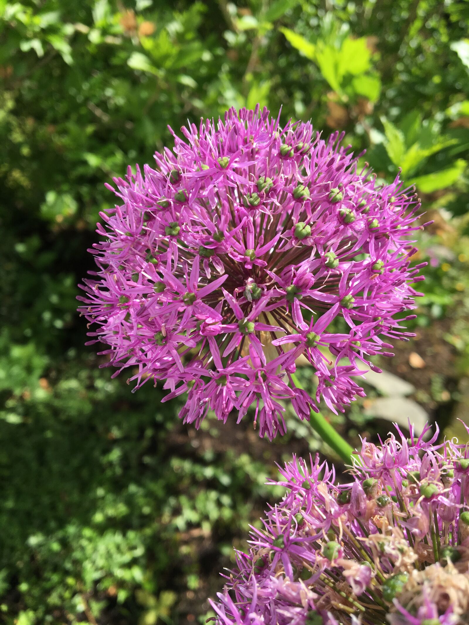 Apple iPhone 6s sample photo. Allium, flower, garden photography