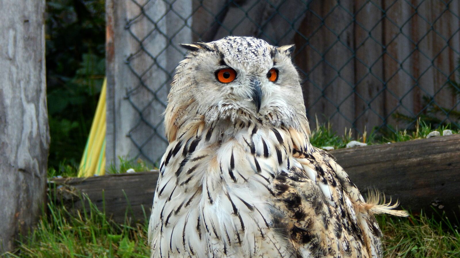 Nikon Coolpix L830 sample photo. Owl, animal, bird photography