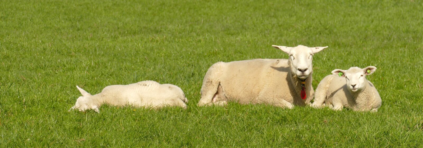Panasonic Lumix DMC-FZ1000 sample photo. Sheep, lamb, cattle photography