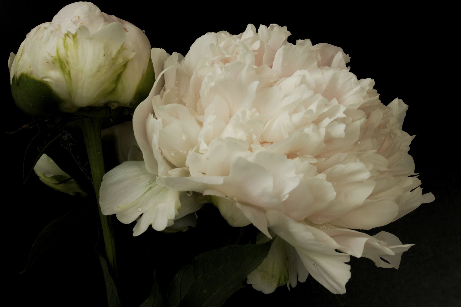 Canon EOS 1300D (EOS Rebel T6 / EOS Kiss X80) + Canon EF-S 60mm F2.8 Macro USM sample photo. Peony, peony bouquet, flowers photography