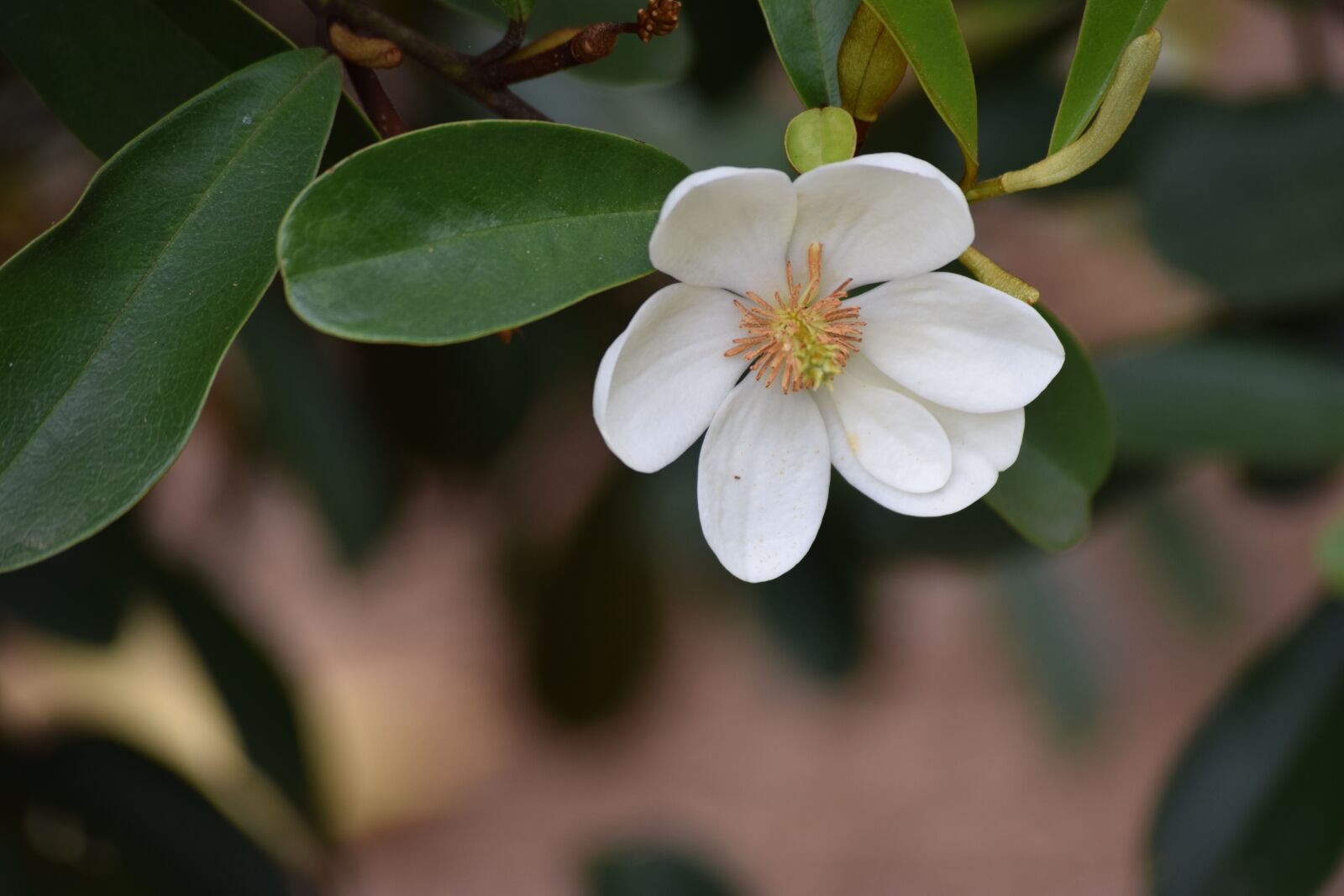 Nikon D3300 sample photo. White flower, spring, bloom photography