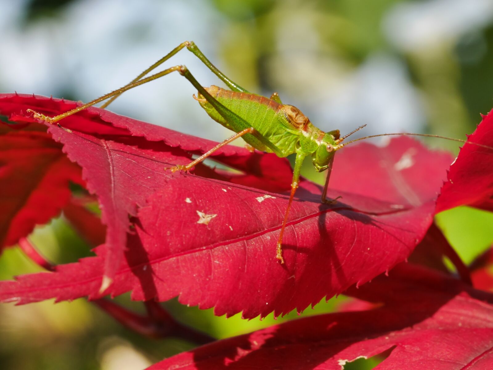 Panasonic Lumix DMC-GX7 sample photo. Grasshopper, maple leaf, color photography
