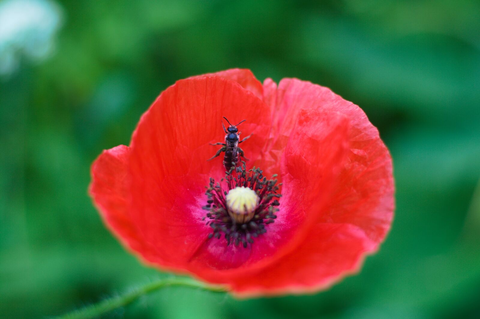 Canon EOS 400D (EOS Digital Rebel XTi / EOS Kiss Digital X) sample photo. Bee, poppy, flower photography