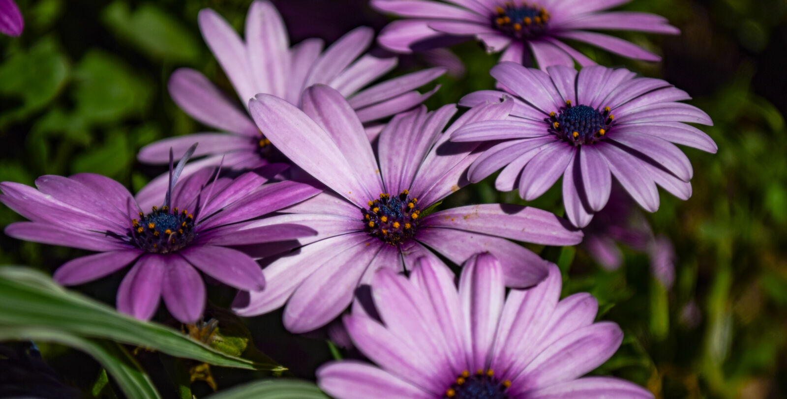 Nikon D5300 sample photo