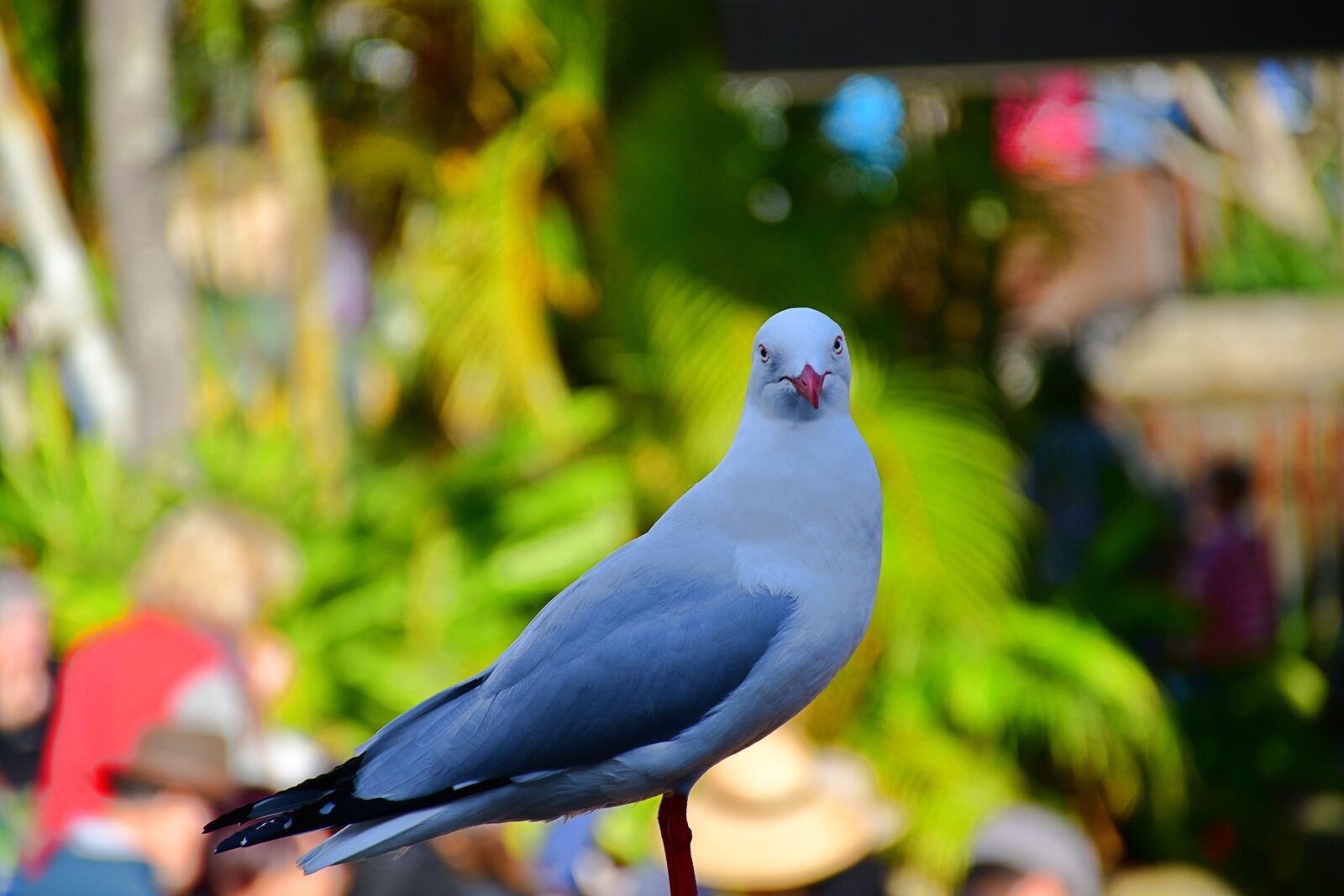 Nikon D7500 sample photo. White bird, big bird photography