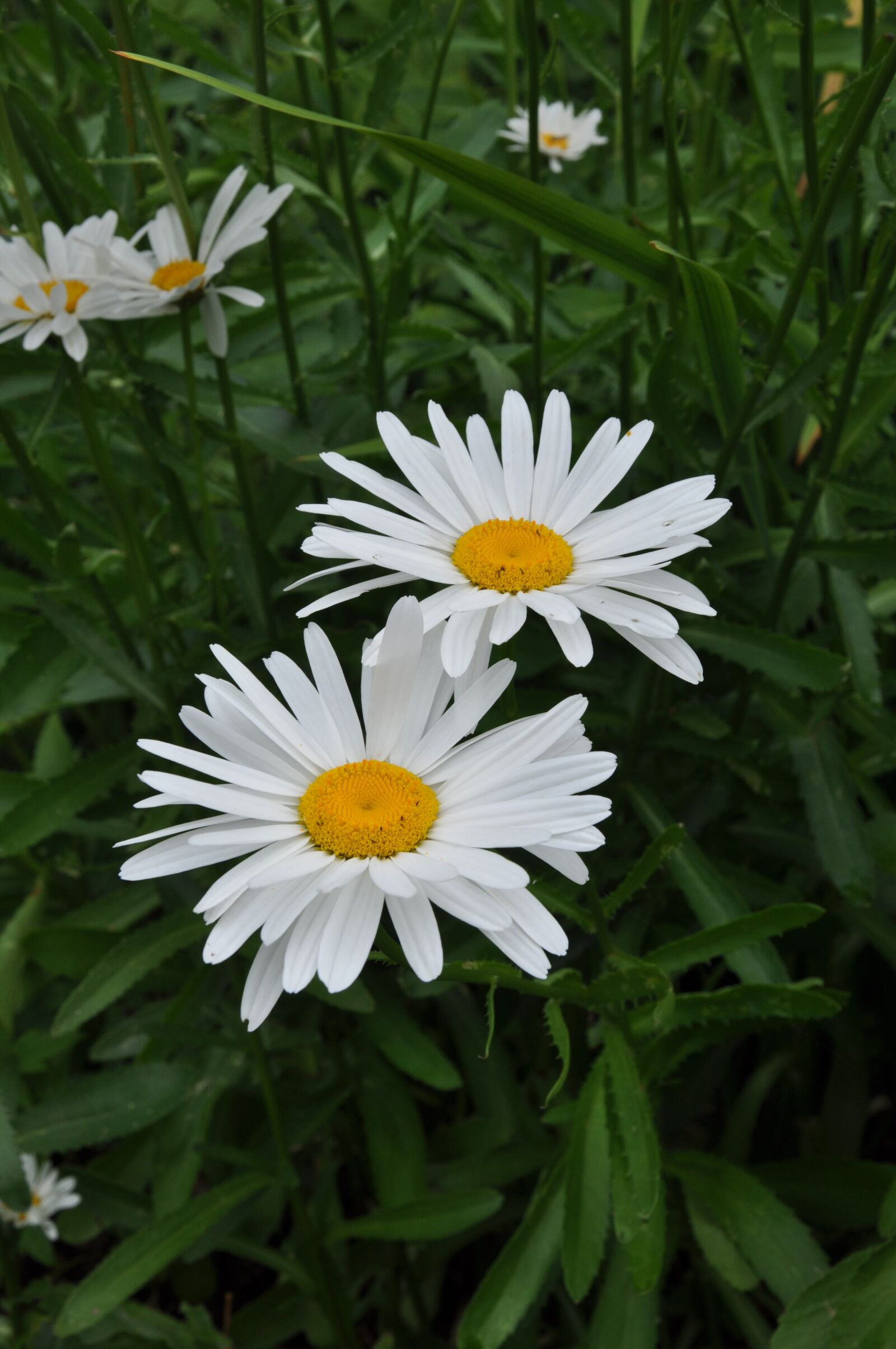 Nikon D90 sample photo. Nature, plant, flower photography