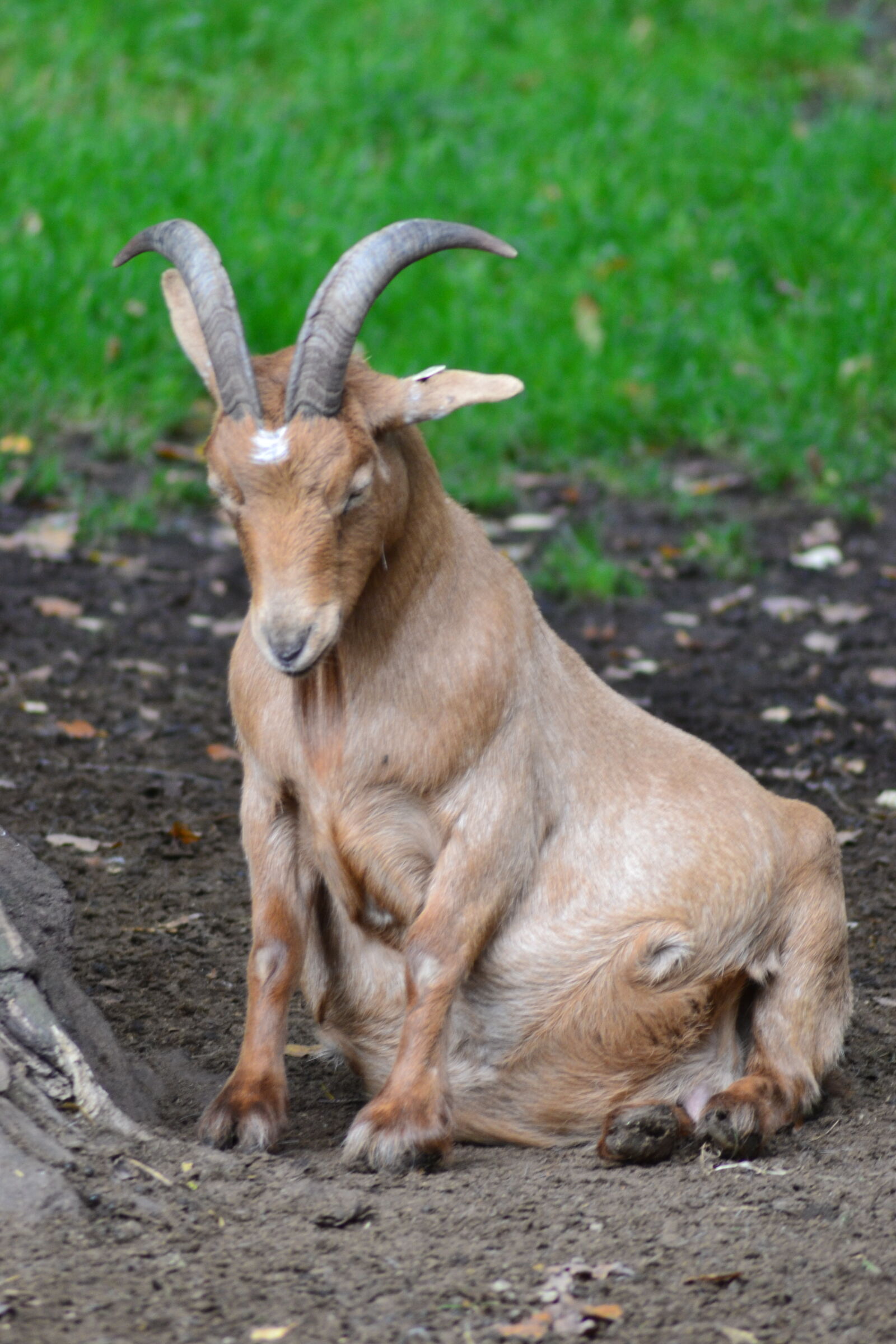 Nikon D3100 sample photo. Goat, jolly, sad, sit photography