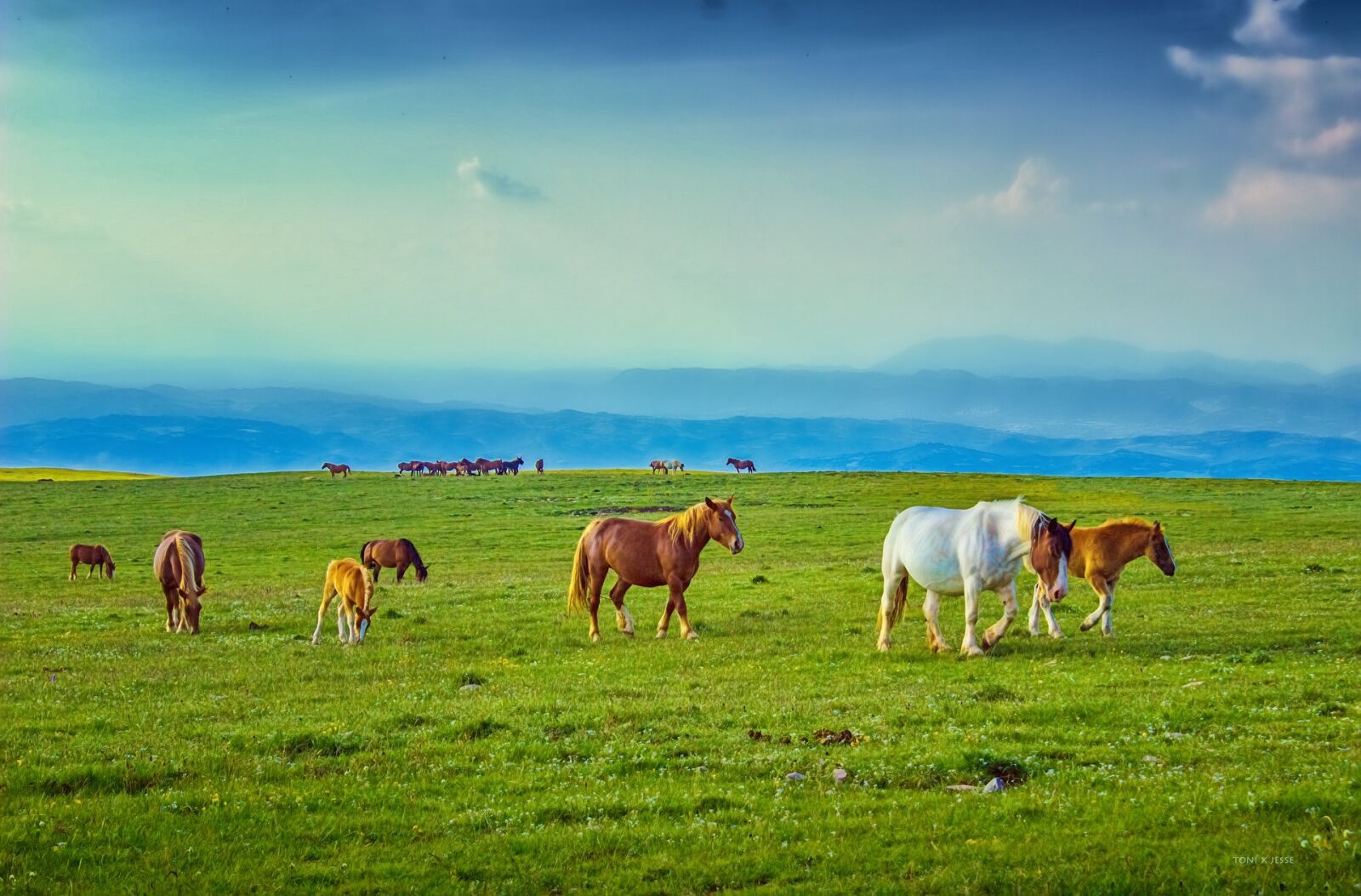 Canon EOS 600D (Rebel EOS T3i / EOS Kiss X5) sample photo. Horses, pasture, prairie photography