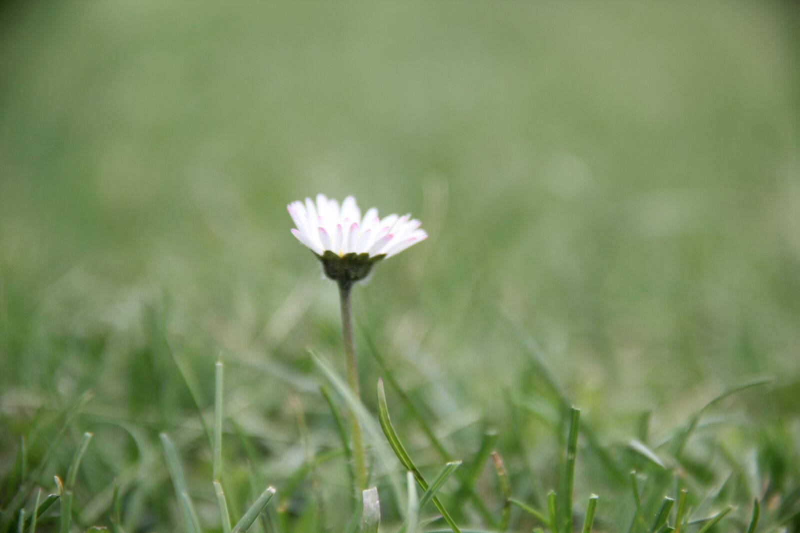 Canon EOS 550D (EOS Rebel T2i / EOS Kiss X4) sample photo. Daisy, flower, close up photography