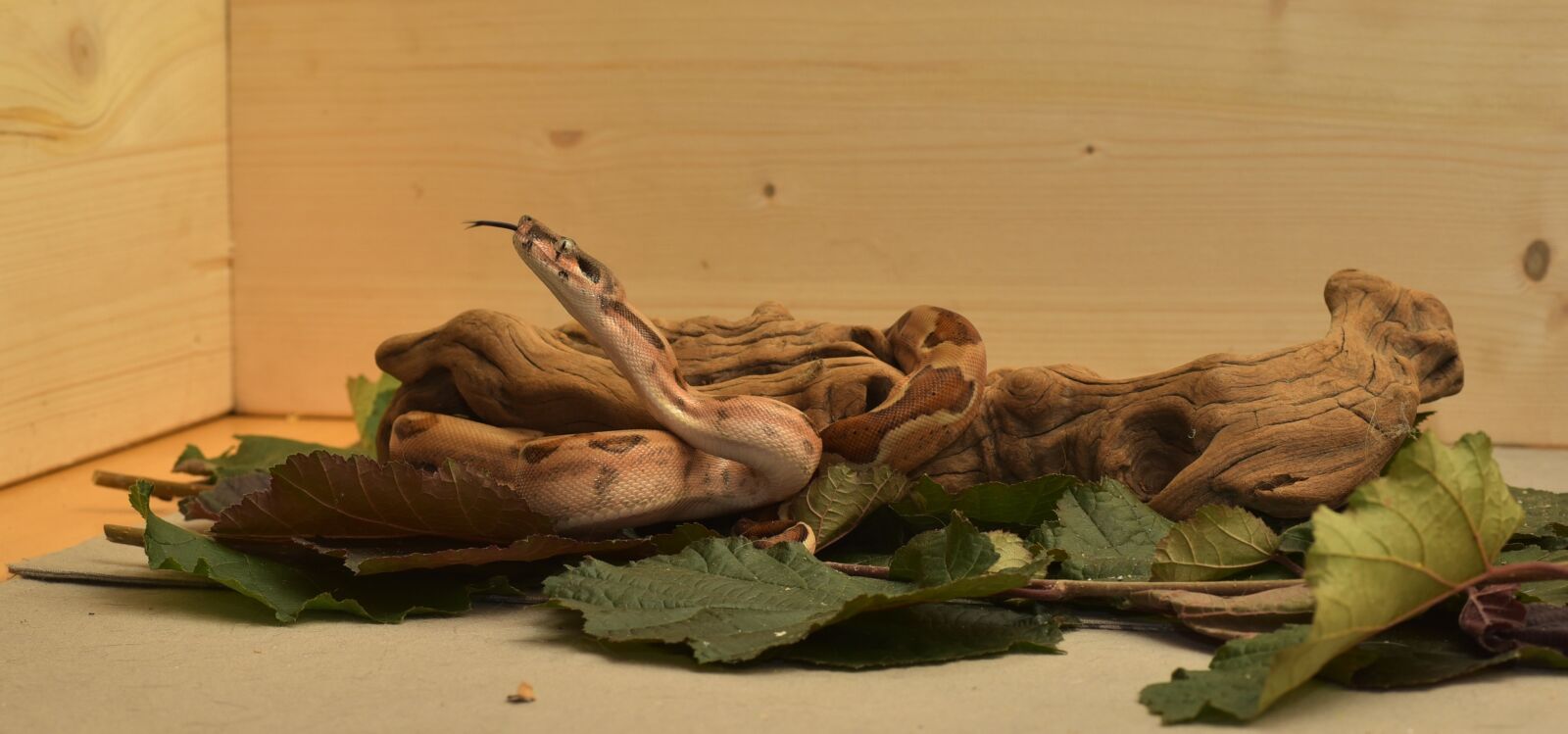 Nikon D750 sample photo. Snake, boa, boa constrictor photography