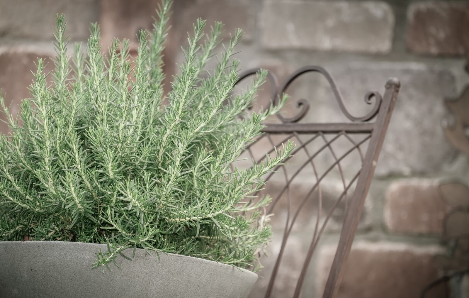 Fujifilm XF 55-200mm F3.5-4.8 R LM OIS sample photo. Rosemary, herb, herbs photography