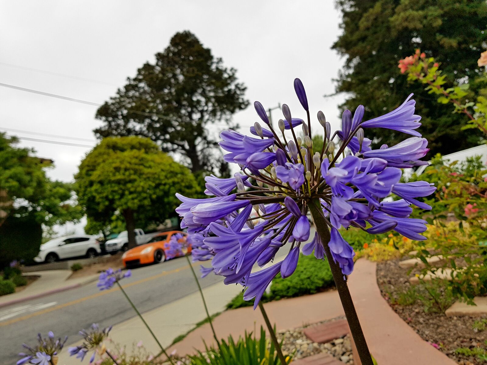 Samsung Galaxy S8 sample photo. Flower, city, travel photography