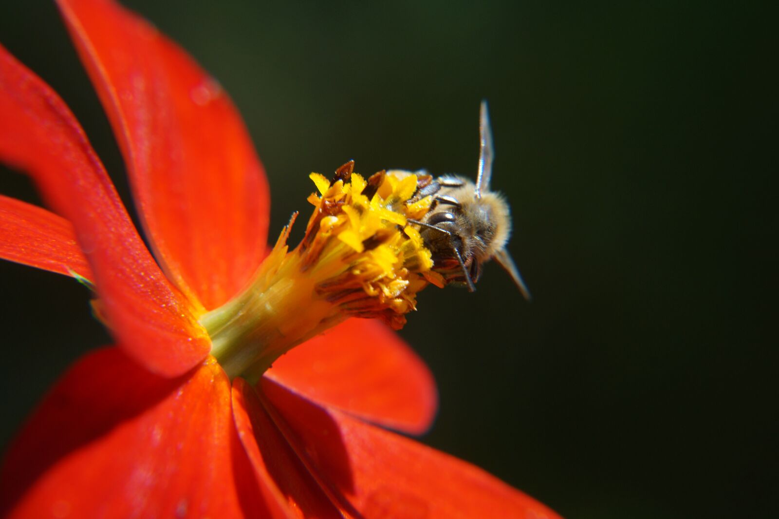 Sony Alpha a3000 + Sony E 18-55mm F3.5-5.6 OSS sample photo. Bee, pollination, leaves photography