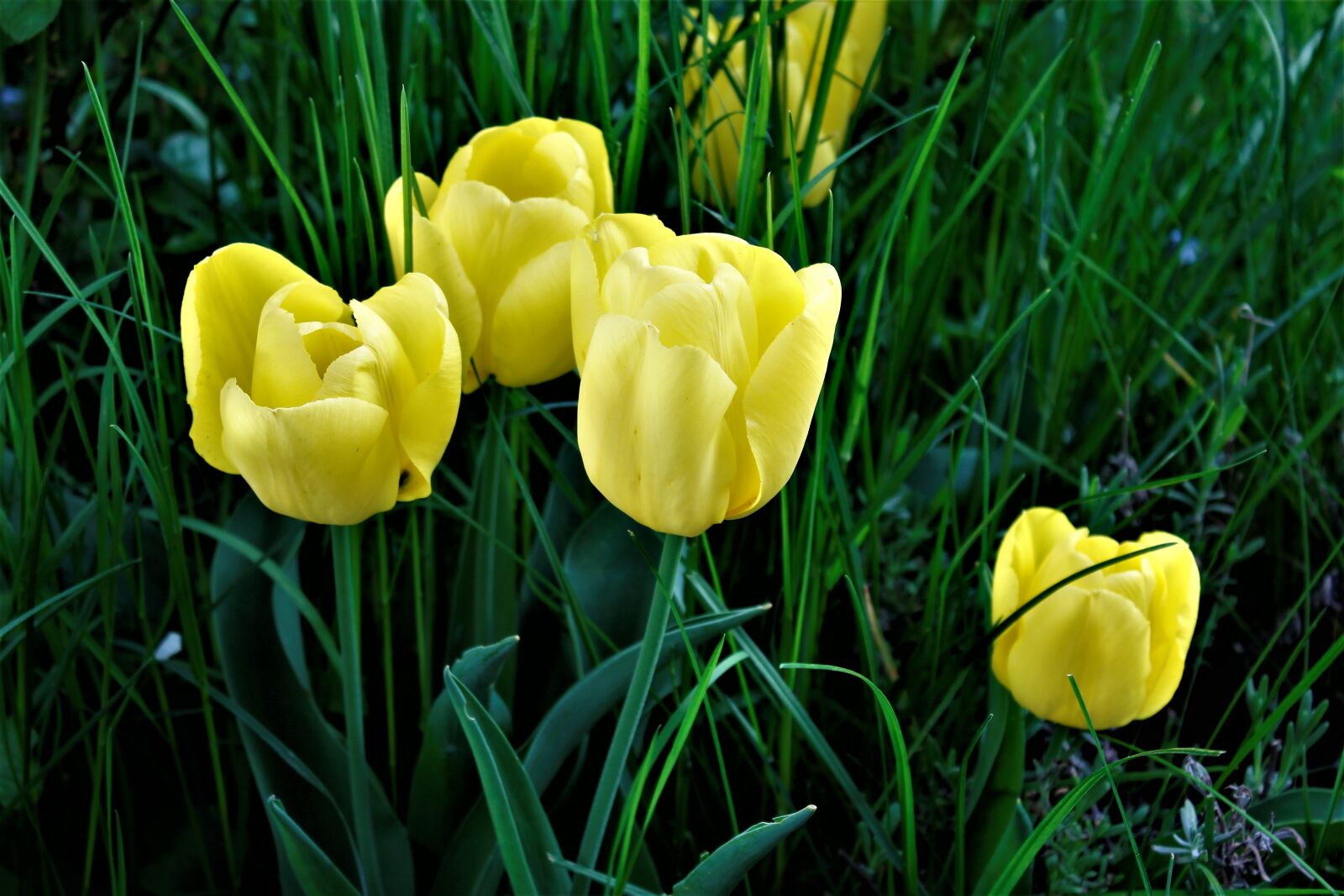 Canon EOS 1300D (EOS Rebel T6 / EOS Kiss X80) sample photo. Nature, flower, grass photography