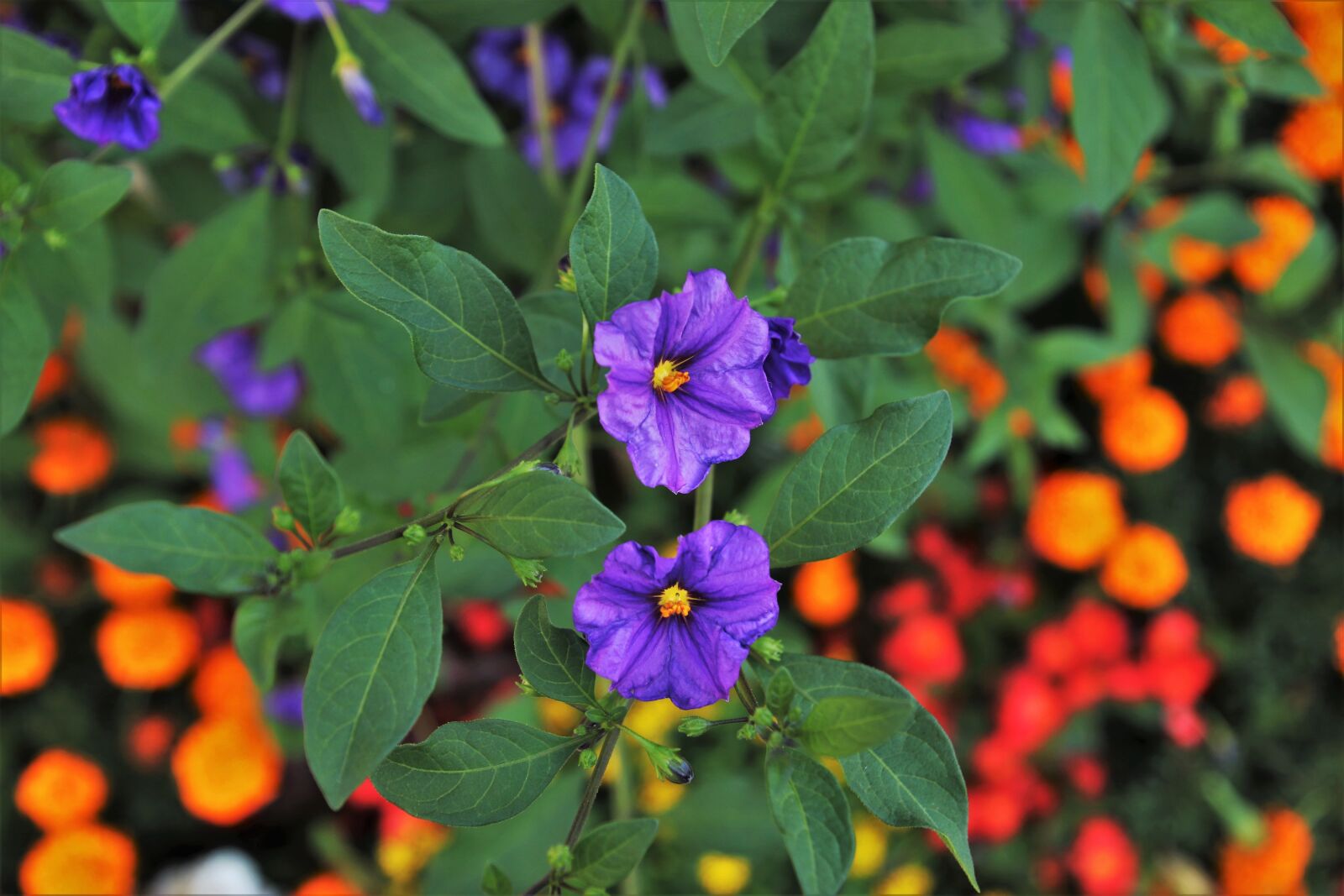Canon EOS 80D sample photo. Flowers, violet, orange photography