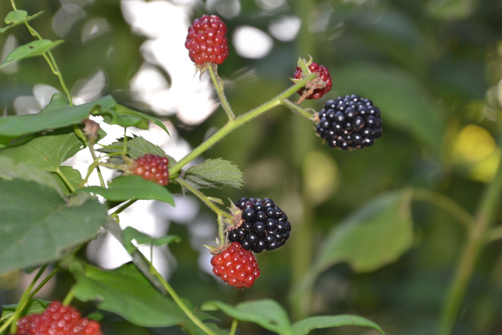 Nikon D3100 sample photo. Berry, blackberry, fruit photography