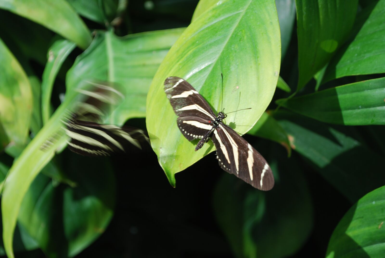 Nikon D60 sample photo. Butterfly, nature, garden photography