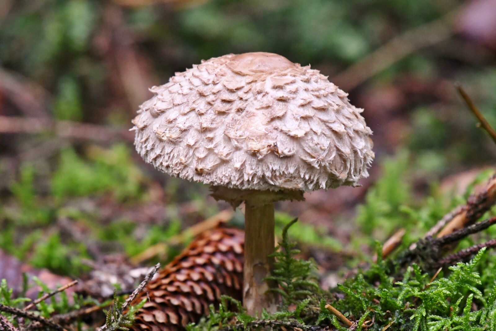 Nikon D500 sample photo. Mushroom, forest, autumn photography