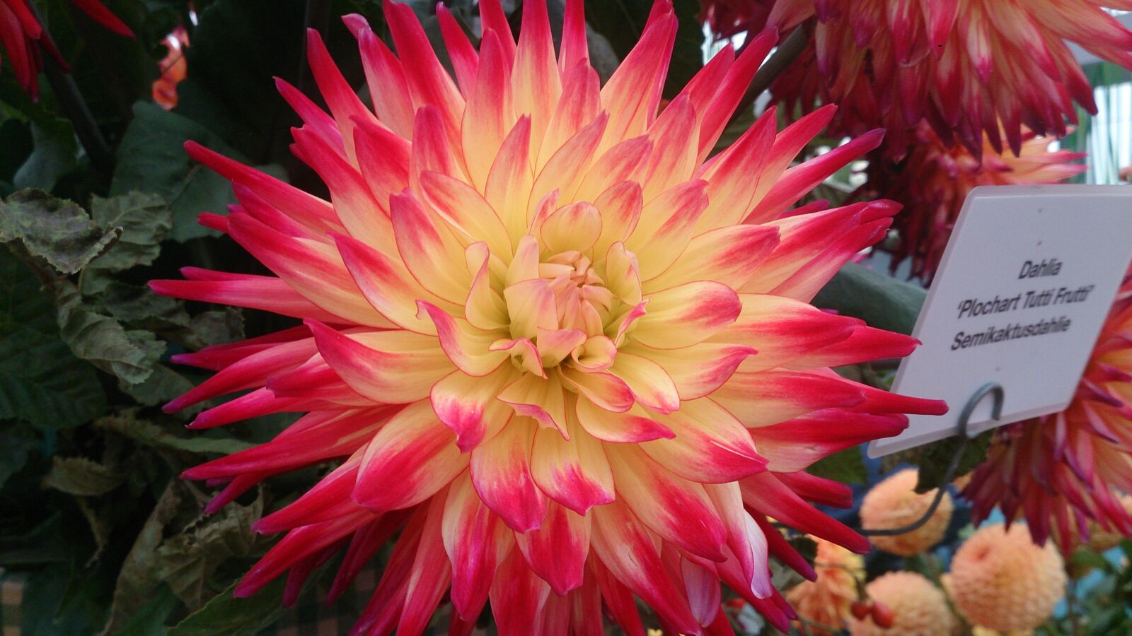 Sony Xperia Z sample photo. Dahlia, blossom, bloom photography