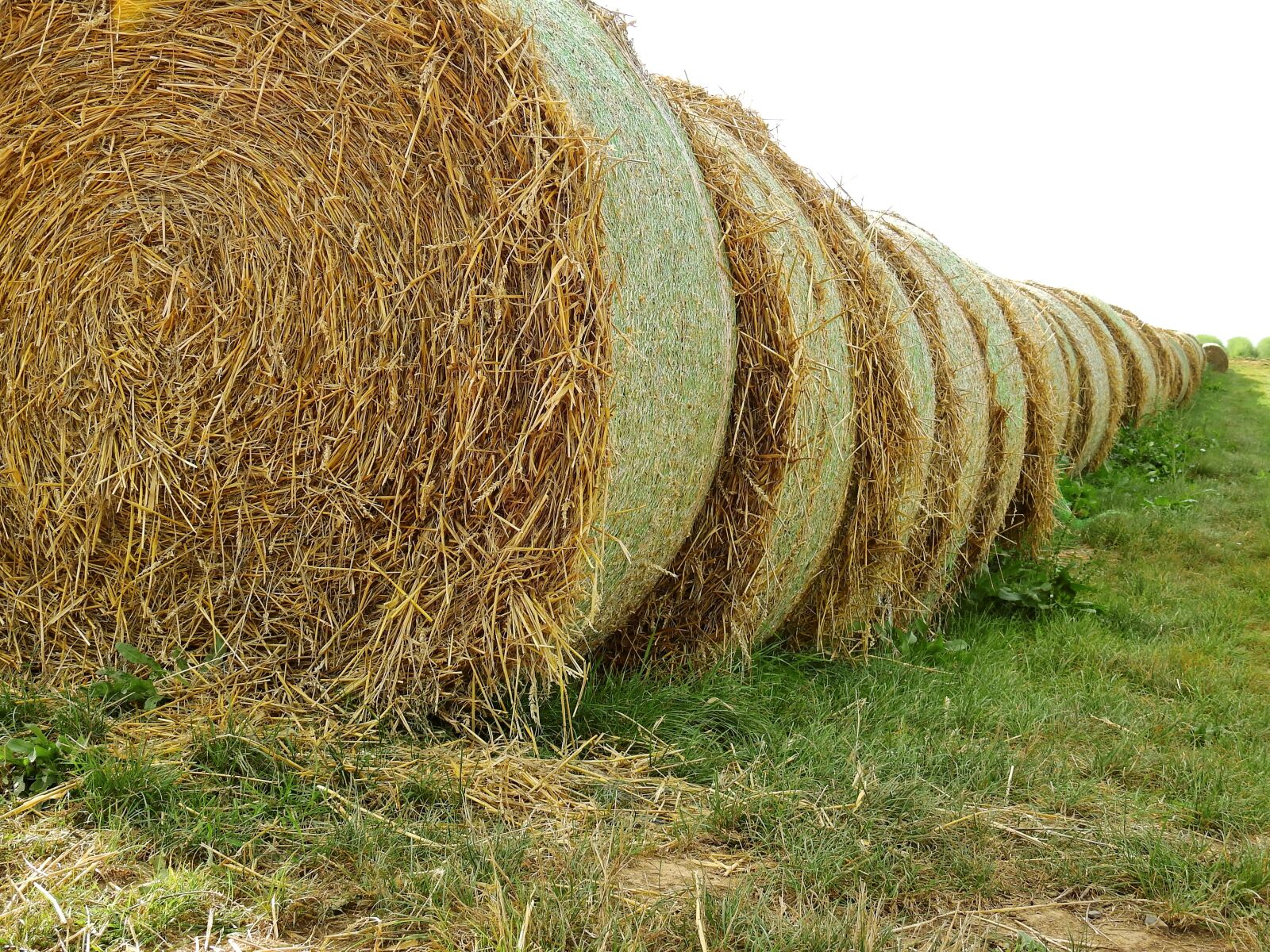 Nikon Coolpix P900 sample photo. Straw, field, agriculture photography