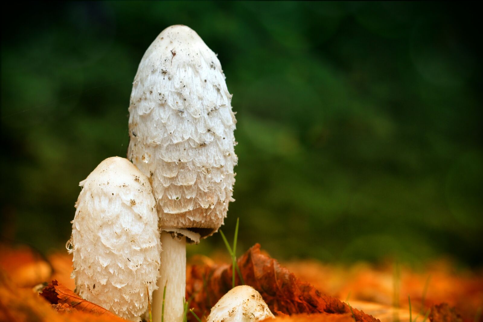 Canon EOS 1100D (EOS Rebel T3 / EOS Kiss X50) + Canon EF 50mm F1.8 II sample photo. Mushrooms, autumn, leaves photography