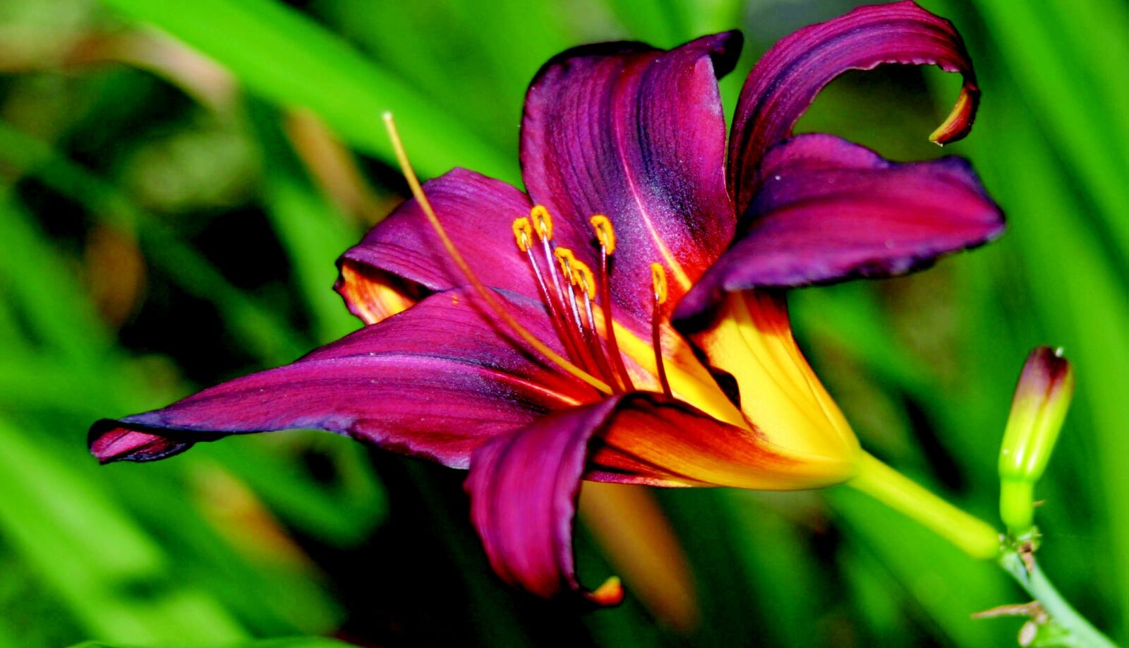 Canon EOS 10D sample photo. Flower, bloom, blossom photography