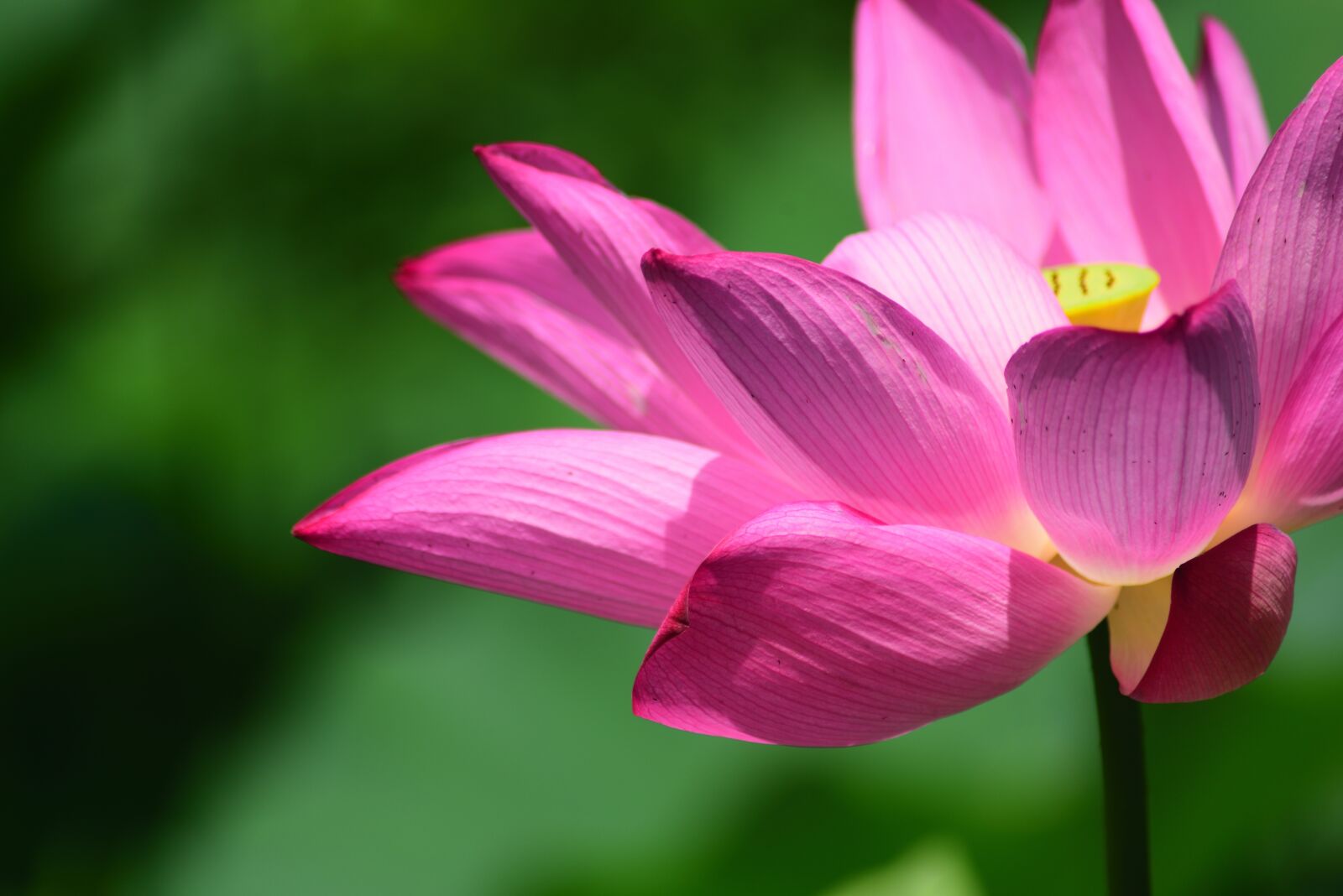 Nikon D750 sample photo. Plant, aquatic plants, flower photography
