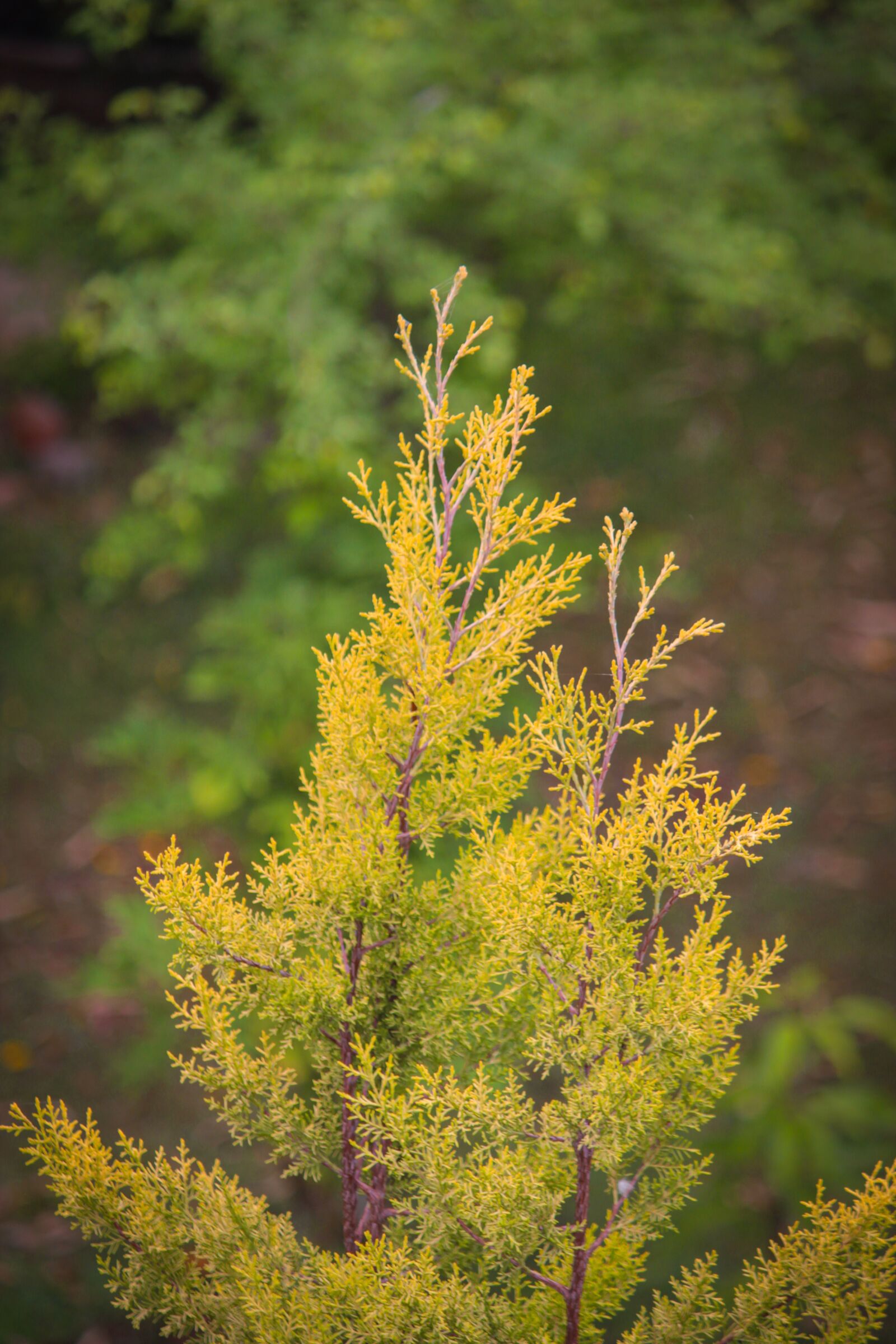 Canon EOS 700D (EOS Rebel T5i / EOS Kiss X7i) sample photo. Tree, yellow, nature photography