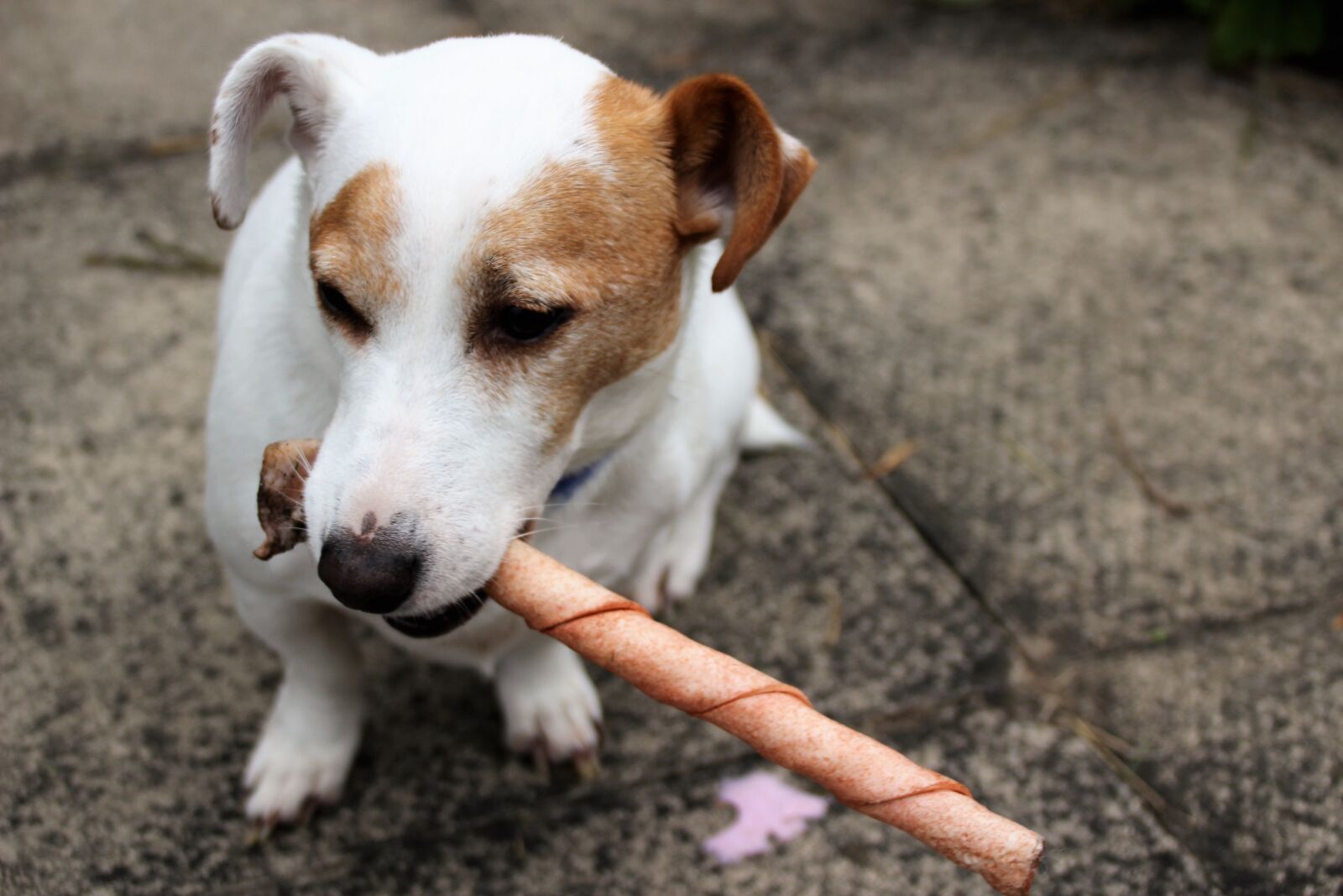 Canon EOS 100D (EOS Rebel SL1 / EOS Kiss X7) sample photo. Jack russel, terrier, dog photography