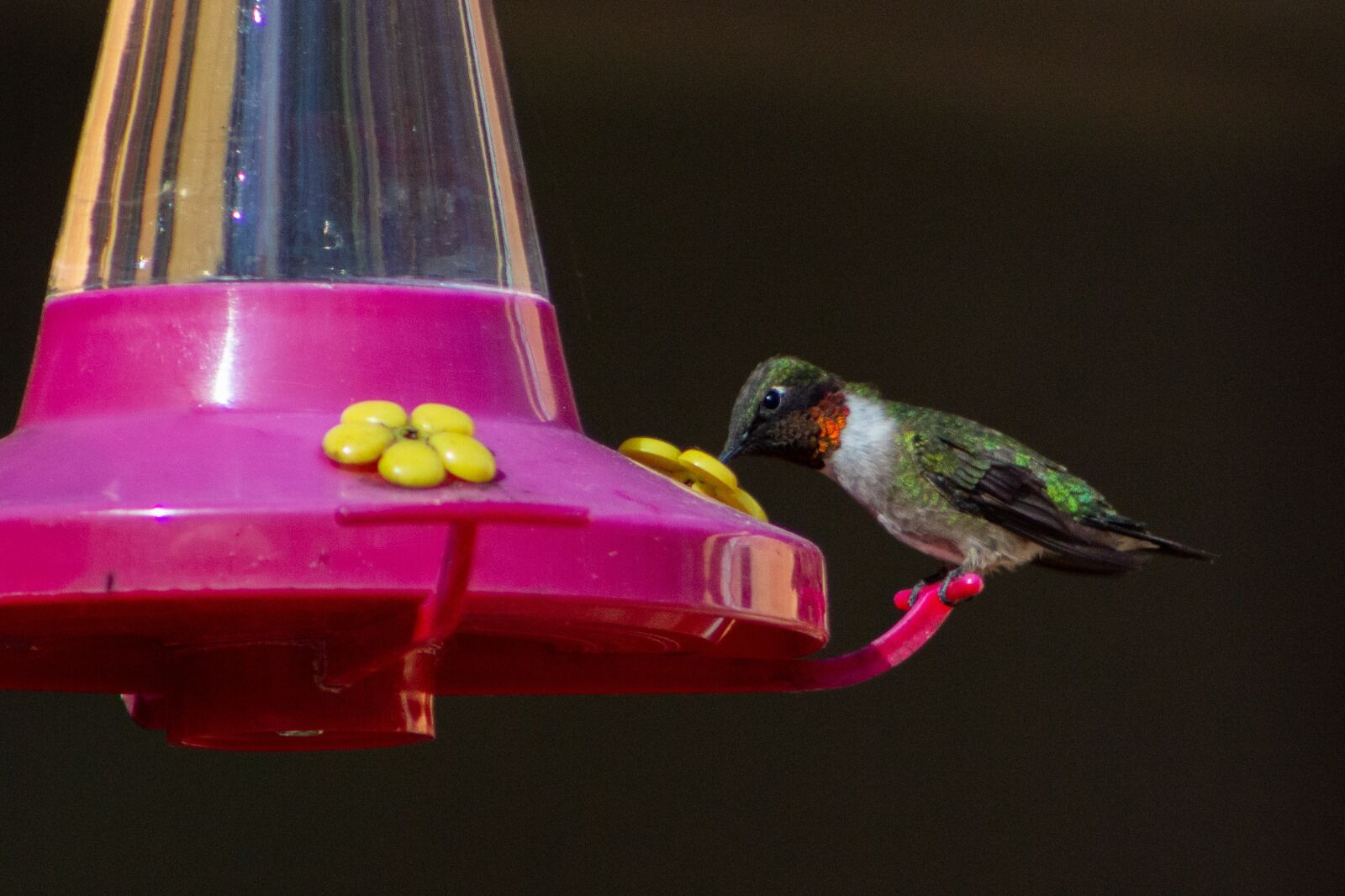 Canon EF75-300mm f/4-5.6 sample photo. Hummingbird, feeder, feeding photography