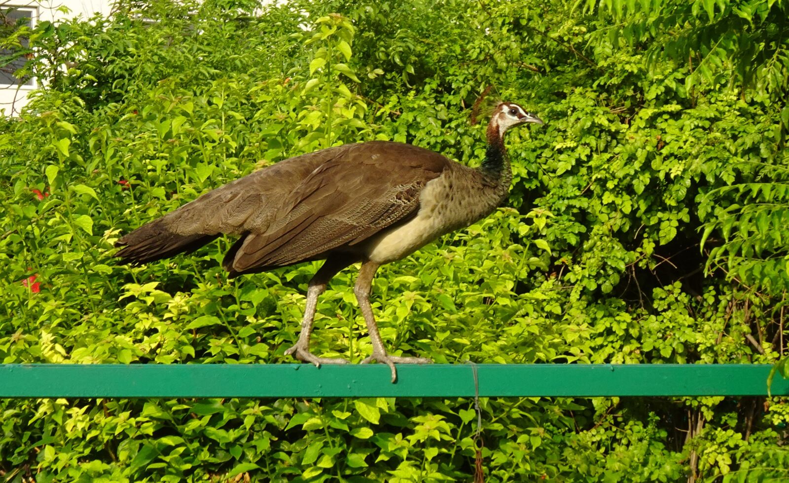 Sony DSC-WX800 sample photo. Bird, peahen, peafowl photography