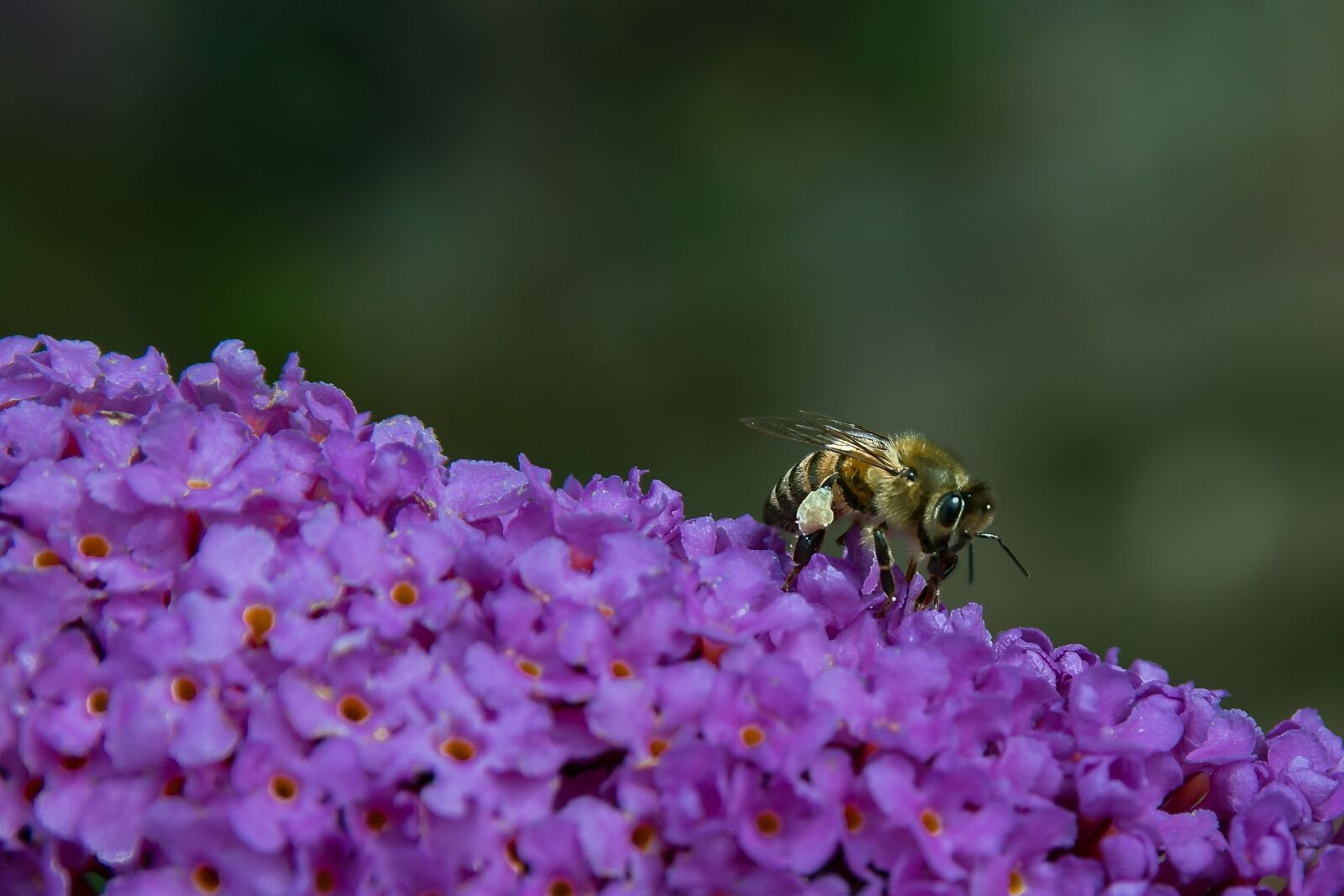 Canon EOS 70D sample photo. Wasp, insect, blossom photography