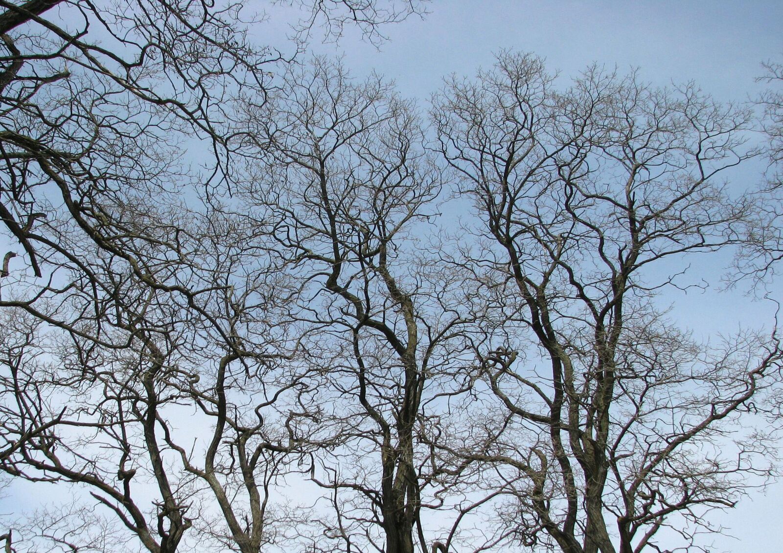 Canon POWERSHOT S5 IS sample photo. Black locust, false acacia photography