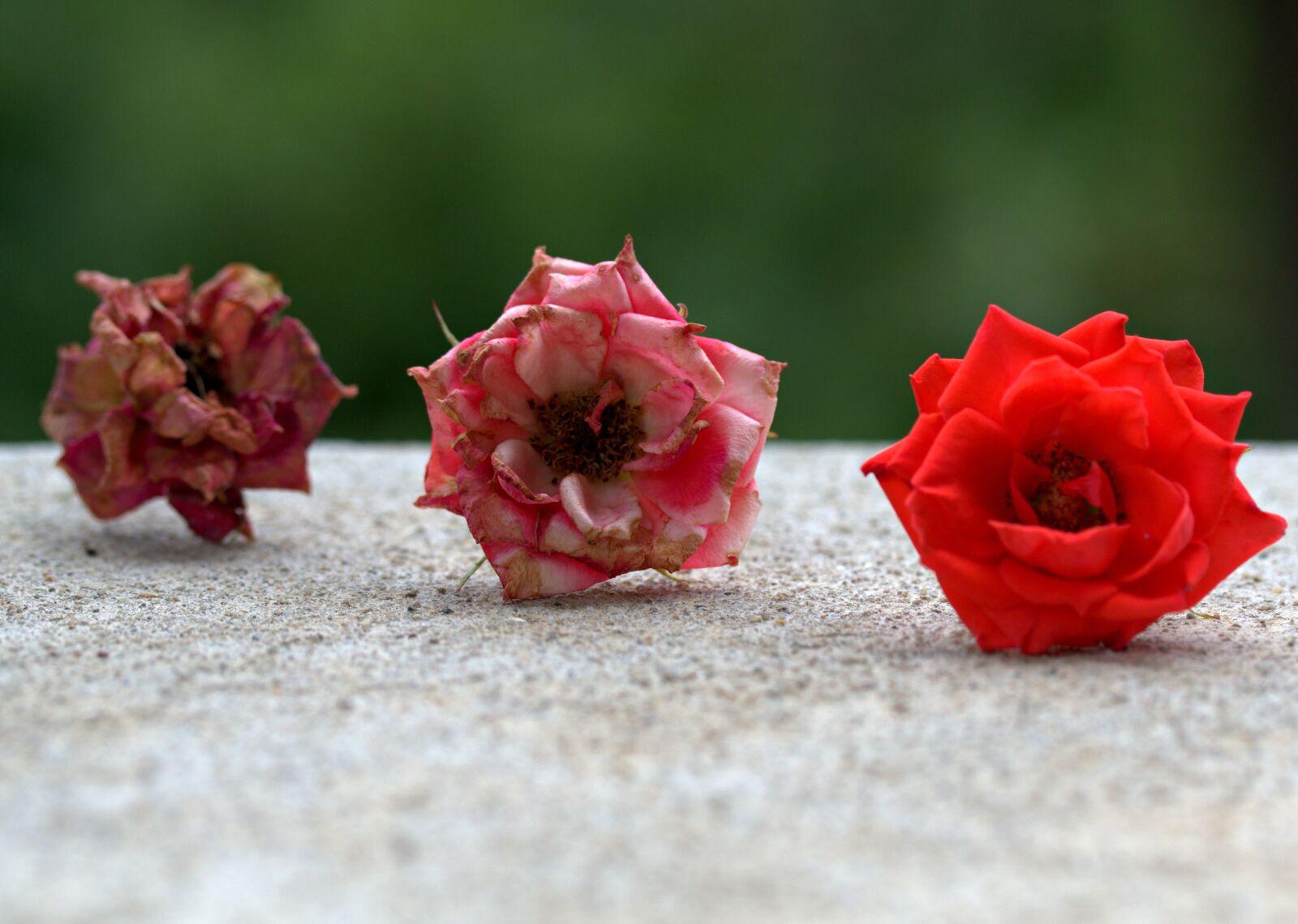 Canon EOS 7D Mark II sample photo. Roses, three, evolution photography