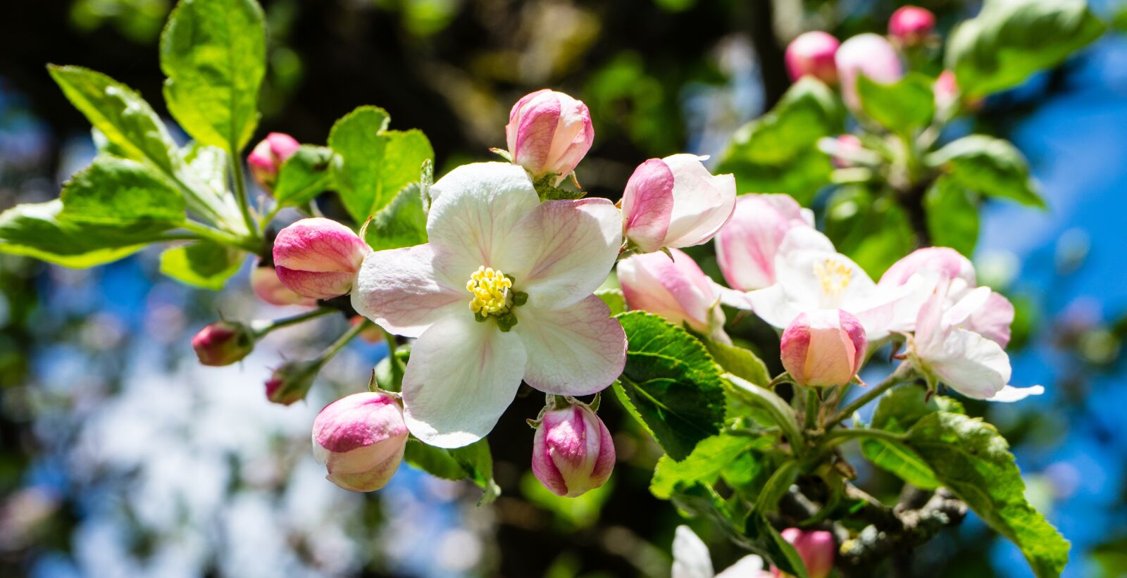 Sony a7 II sample photo. Apple blossom, spring, apple photography