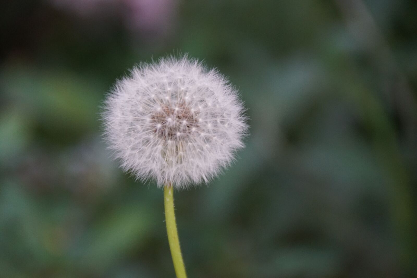Sony SLT-A68 + Sony DT 18-250mm F3.5-6.3 sample photo. Dandelion, seeds, natural photography