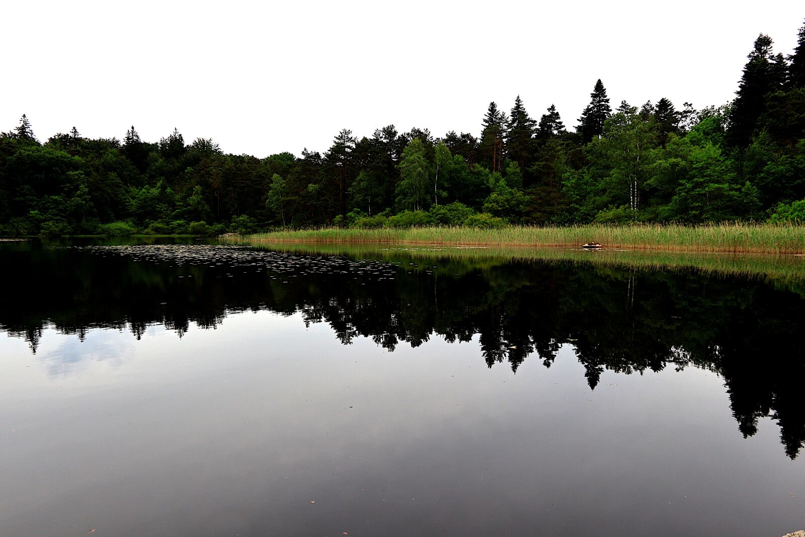 Canon PowerShot G1 X Mark III sample photo. Nature, pond, water photography