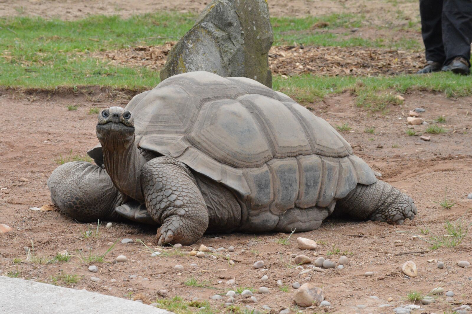 Nikon D3200 sample photo. Animal, wildlife, nature photography