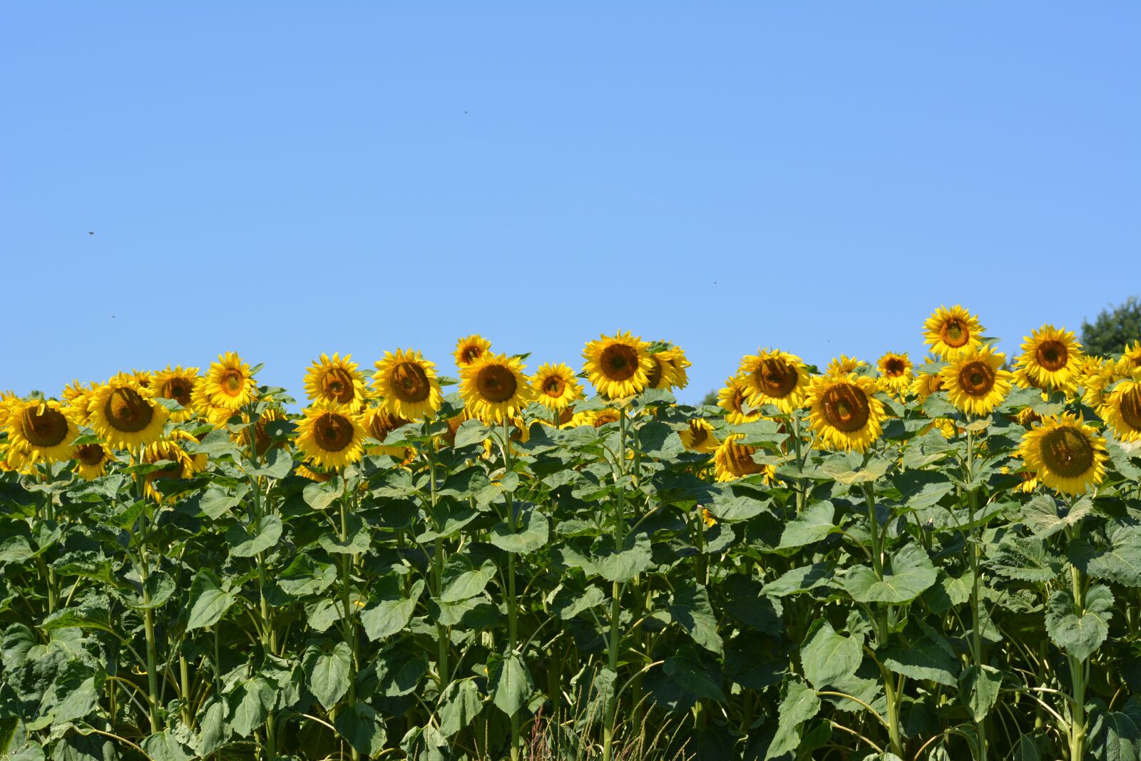 Nikon D5200 sample photo. Sunflower, plant, flower photography