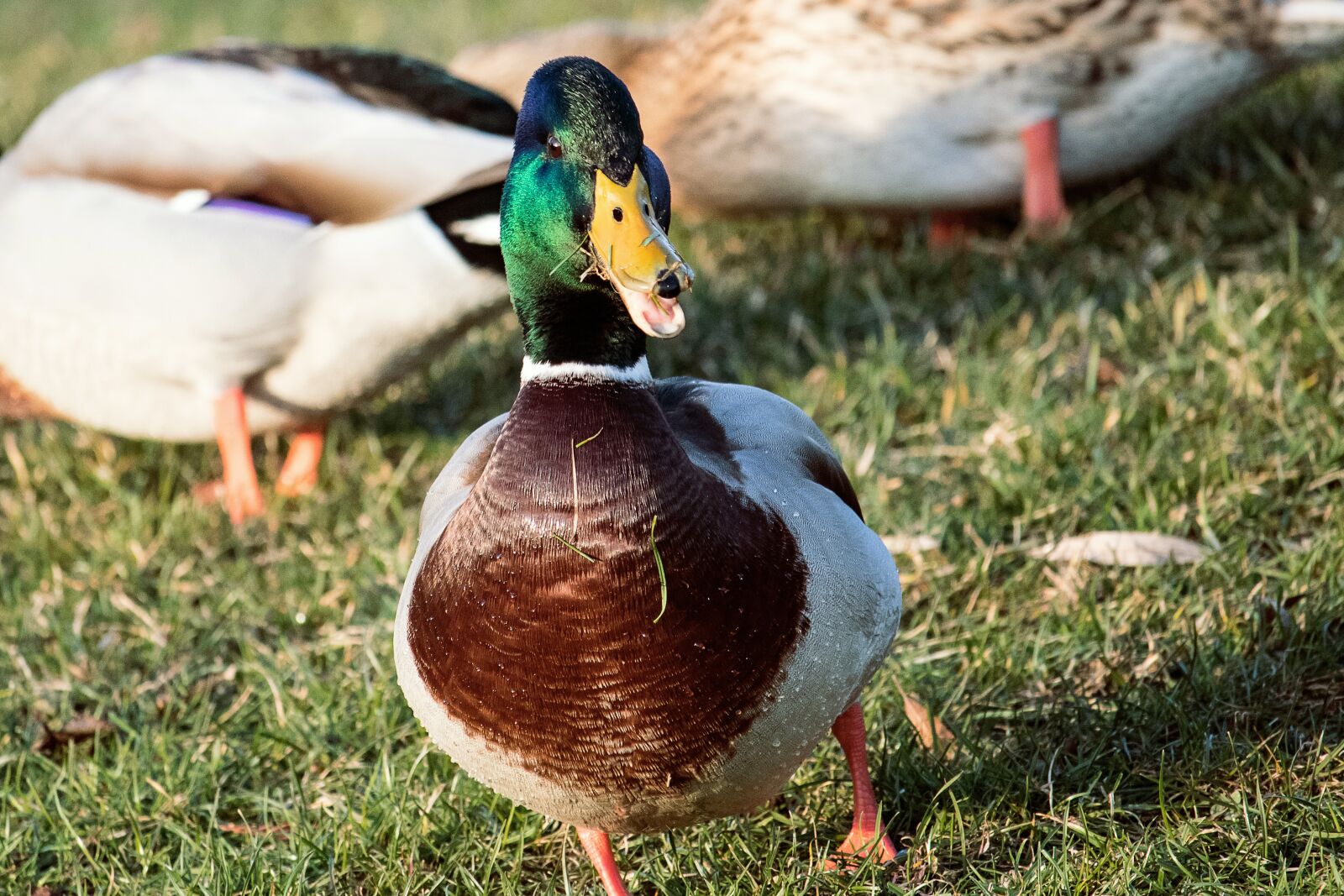 Canon EF-S 55-250mm F4-5.6 IS STM sample photo. Duck, drake, mallard photography