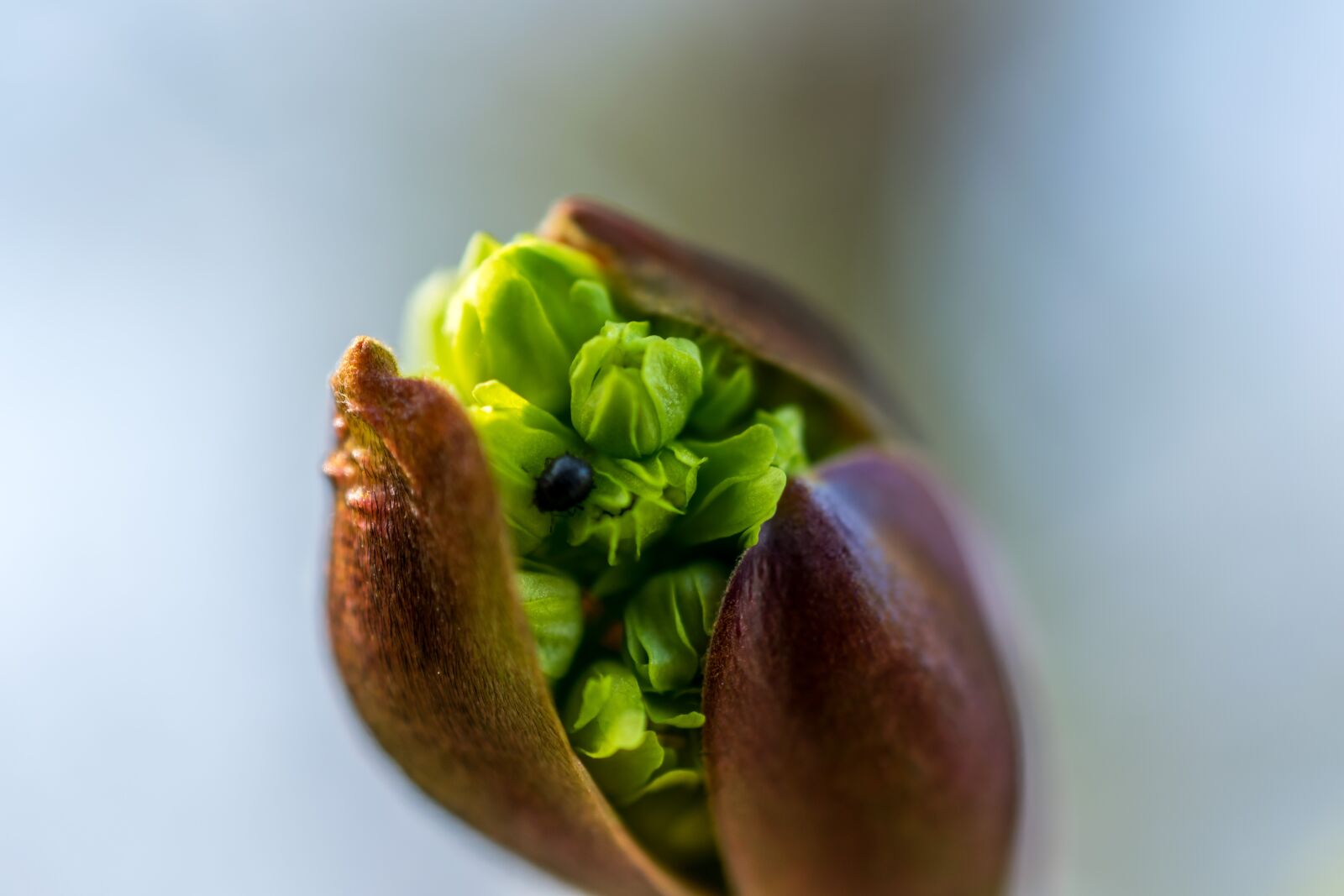 Nikon D5300 sample photo. Blossom, bloom, bud photography