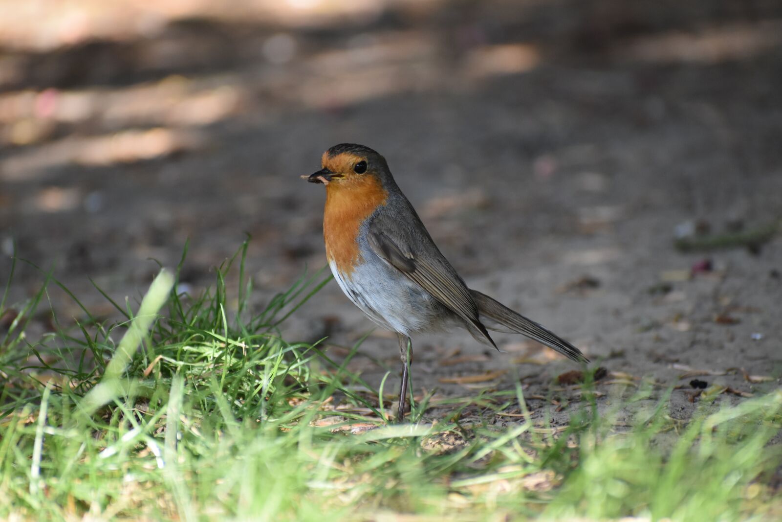 Nikon D3500 sample photo. Robin, bird, songbird photography