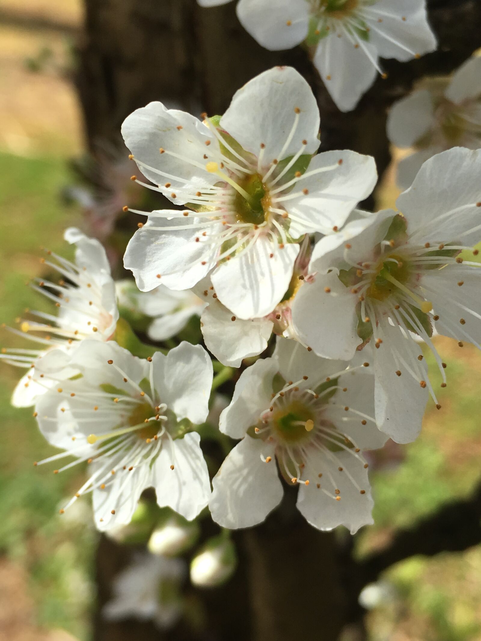 Apple iPhone 6s Plus sample photo. Cherry blossoms, cherry, blossoms photography