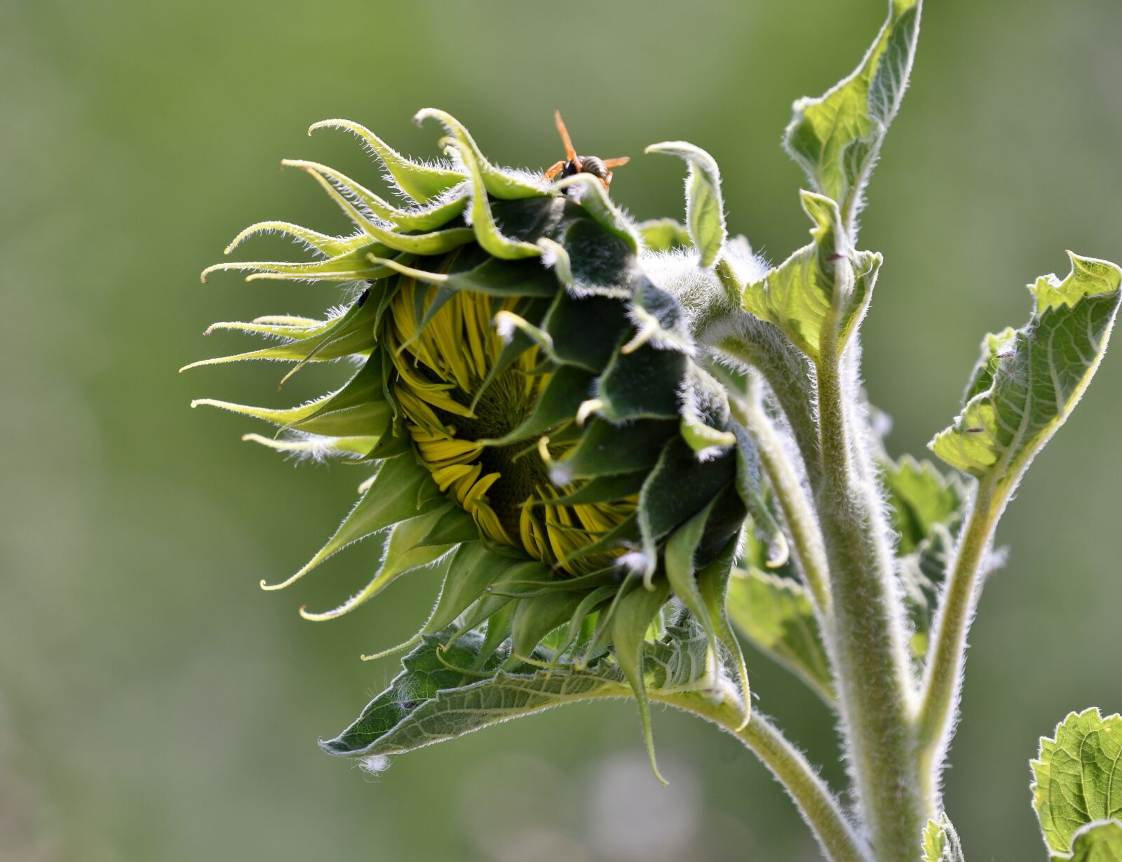 Nikon D500 sample photo. Sunflower, plant, summer photography