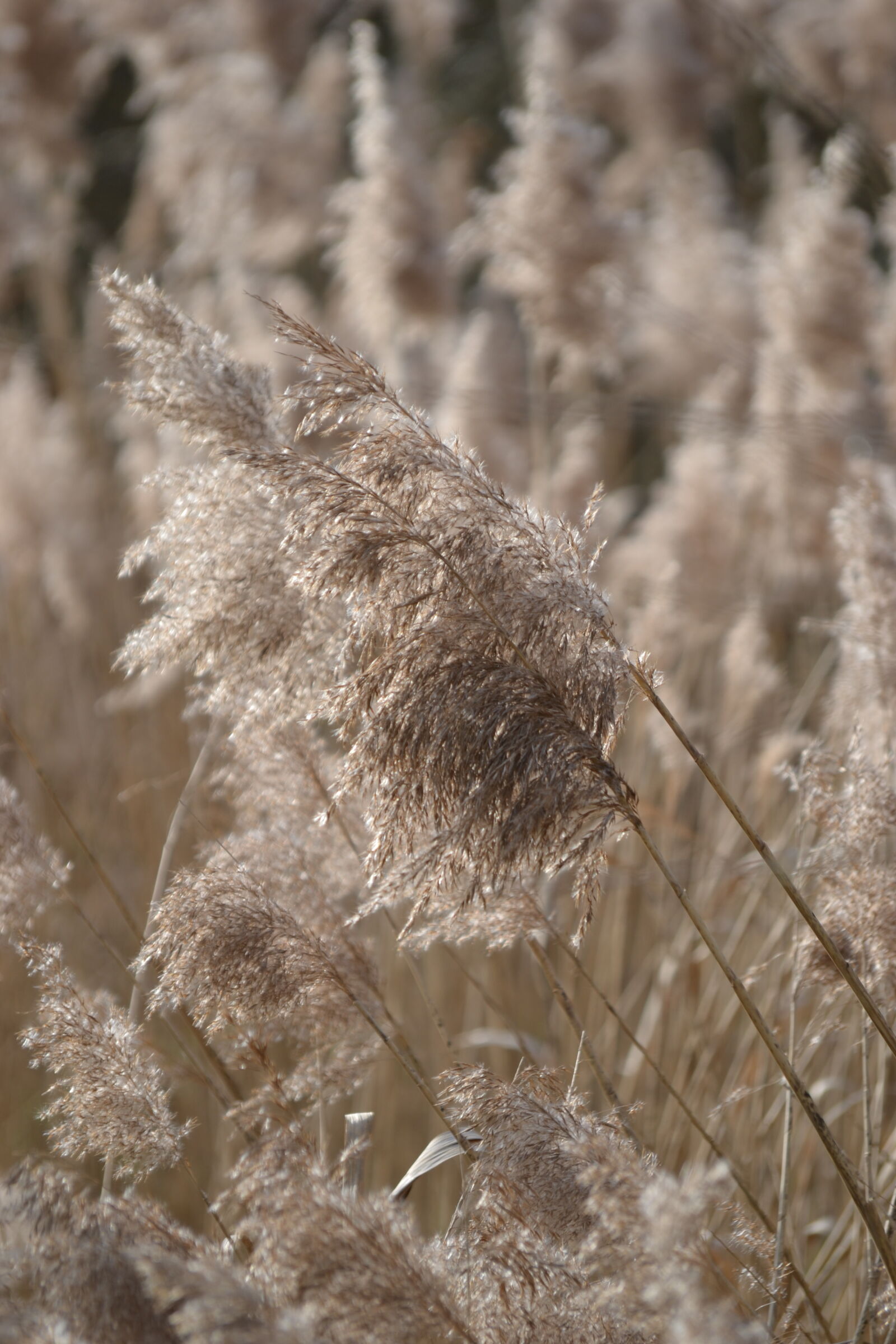 Nikon D3100 sample photo. Grass, nature photography